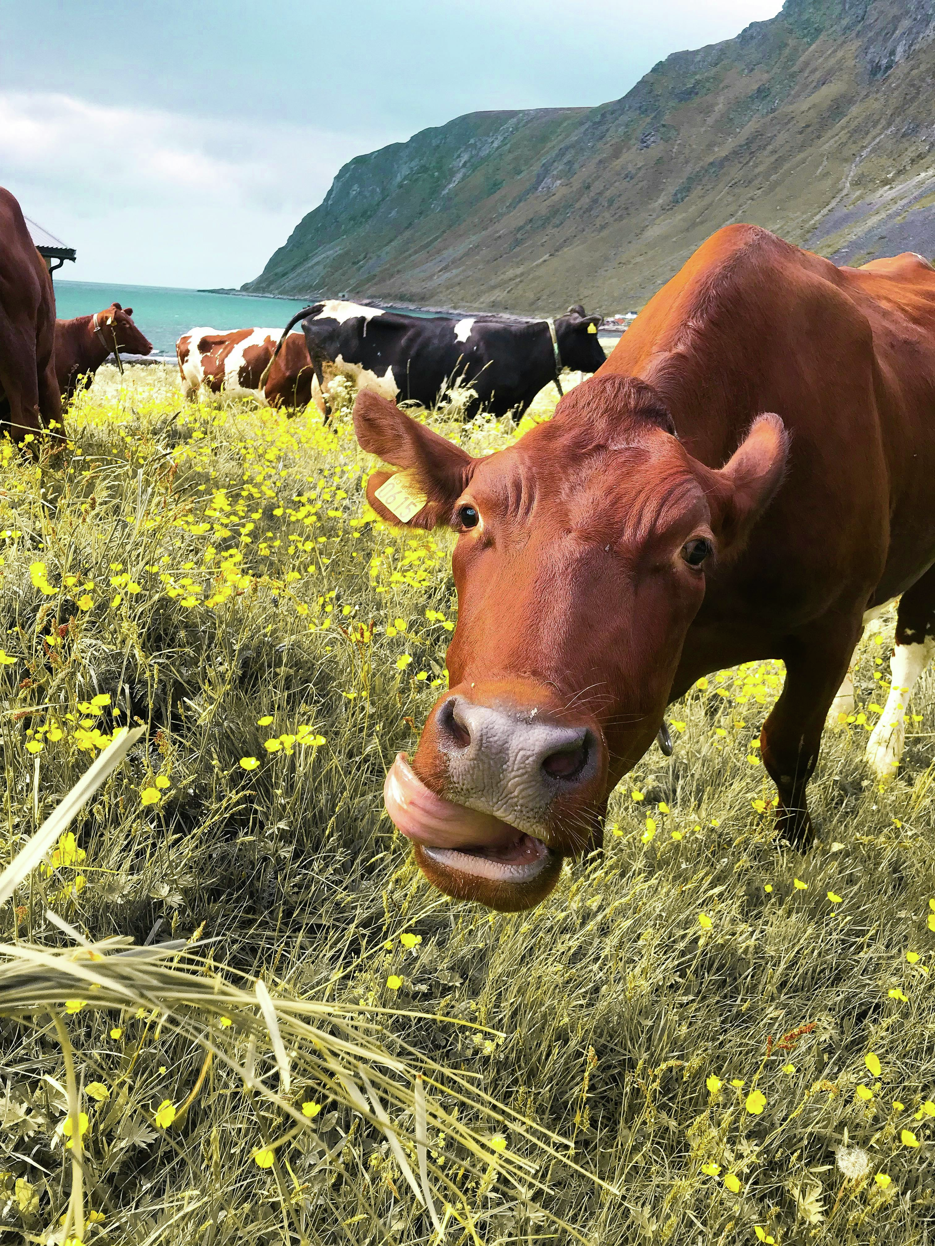 Are Cow Burps Hurting the Environment?