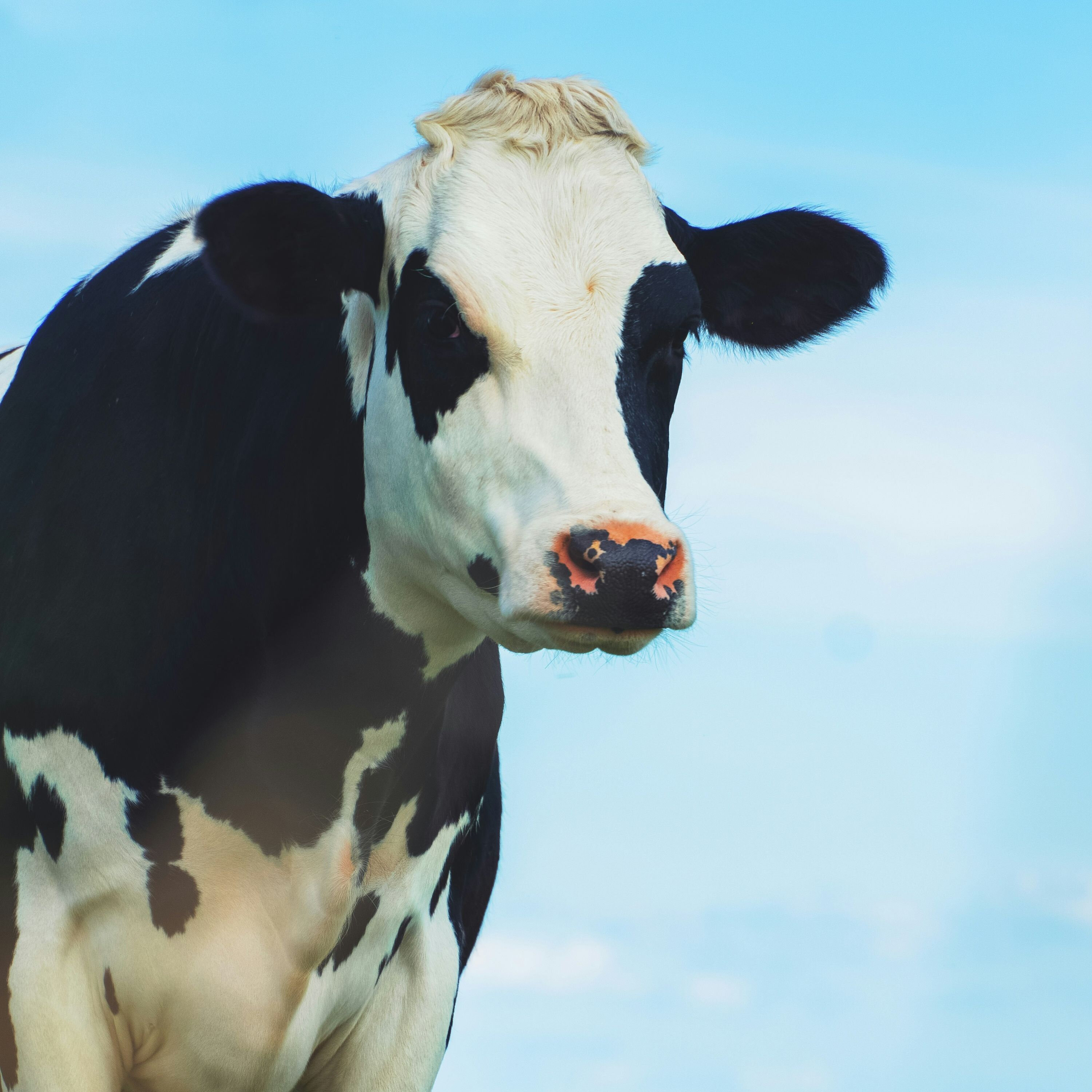 Are Cow Burps Hurting the Environment?