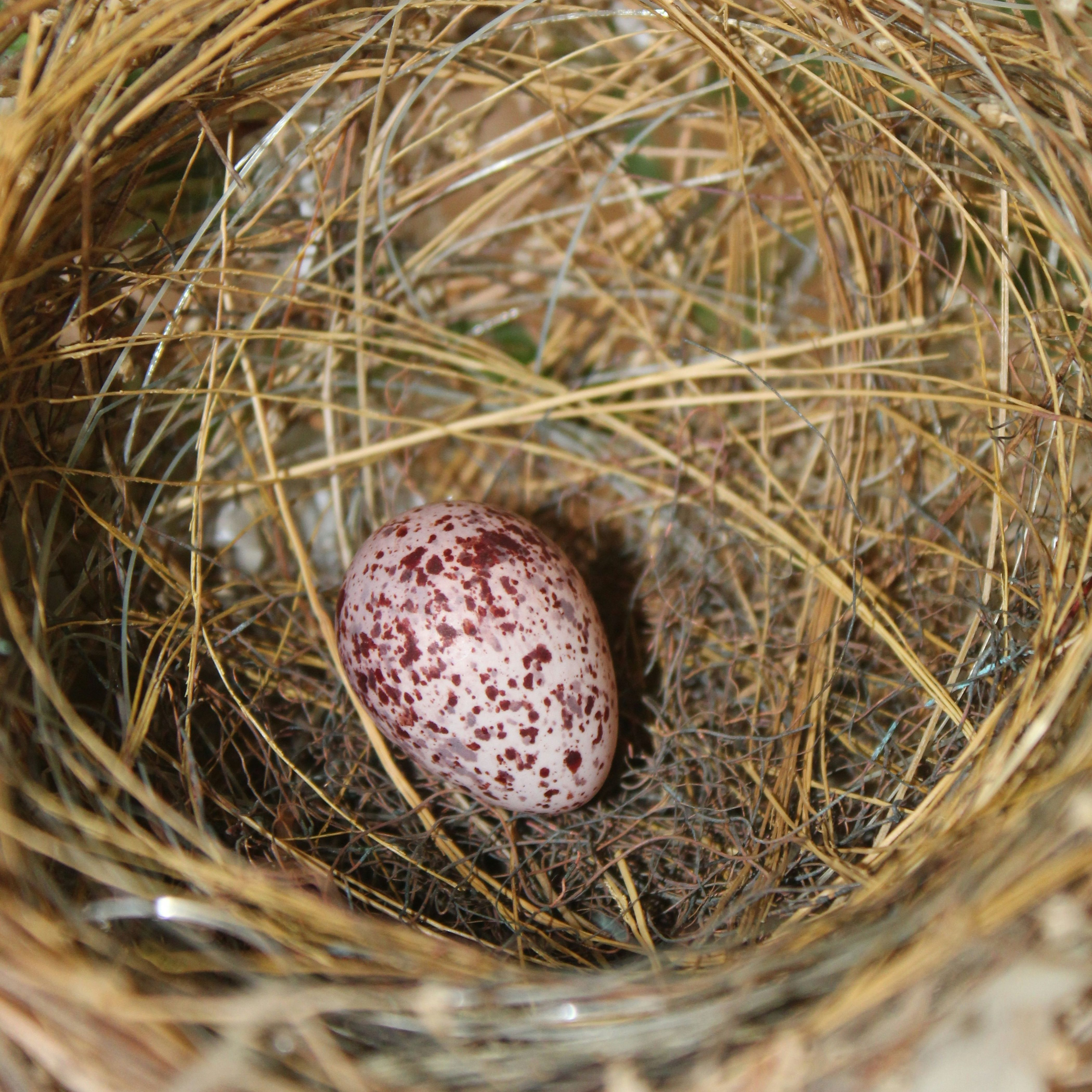 Who is Pablo Eggs-cobar? (And why is he obsessed with bird eggs?!)