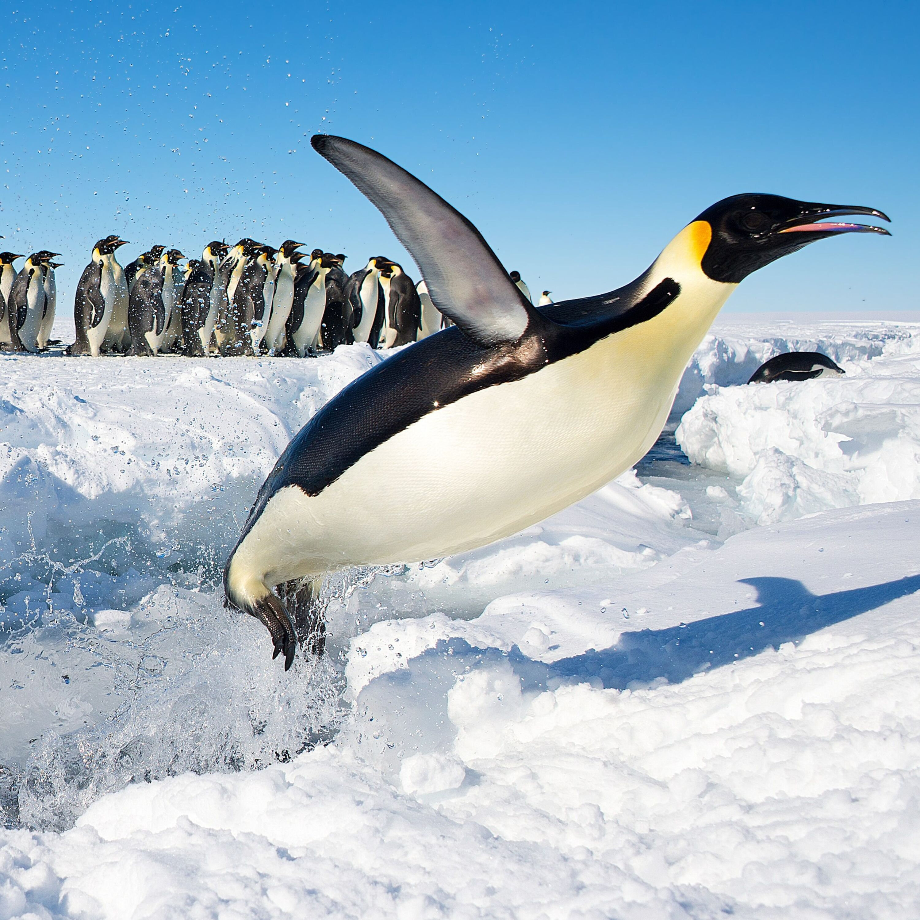 What's in Antarctica? (An ATM, for One Thing!) episode artwork