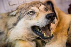 IN THE MOUTH OF THE WOLF