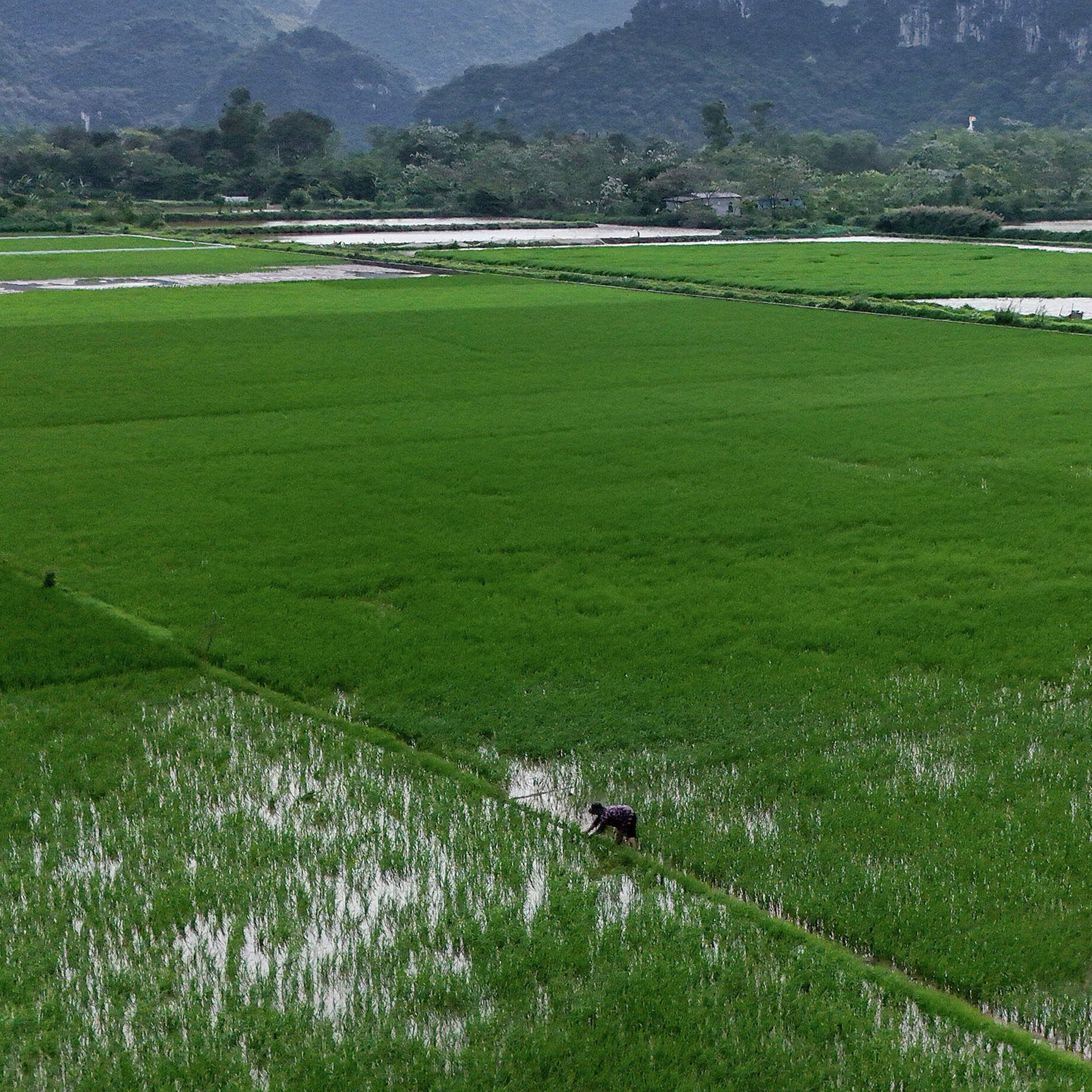How Hormuz Closure Could Squeeze Asia’s Staple Crop episode artwork