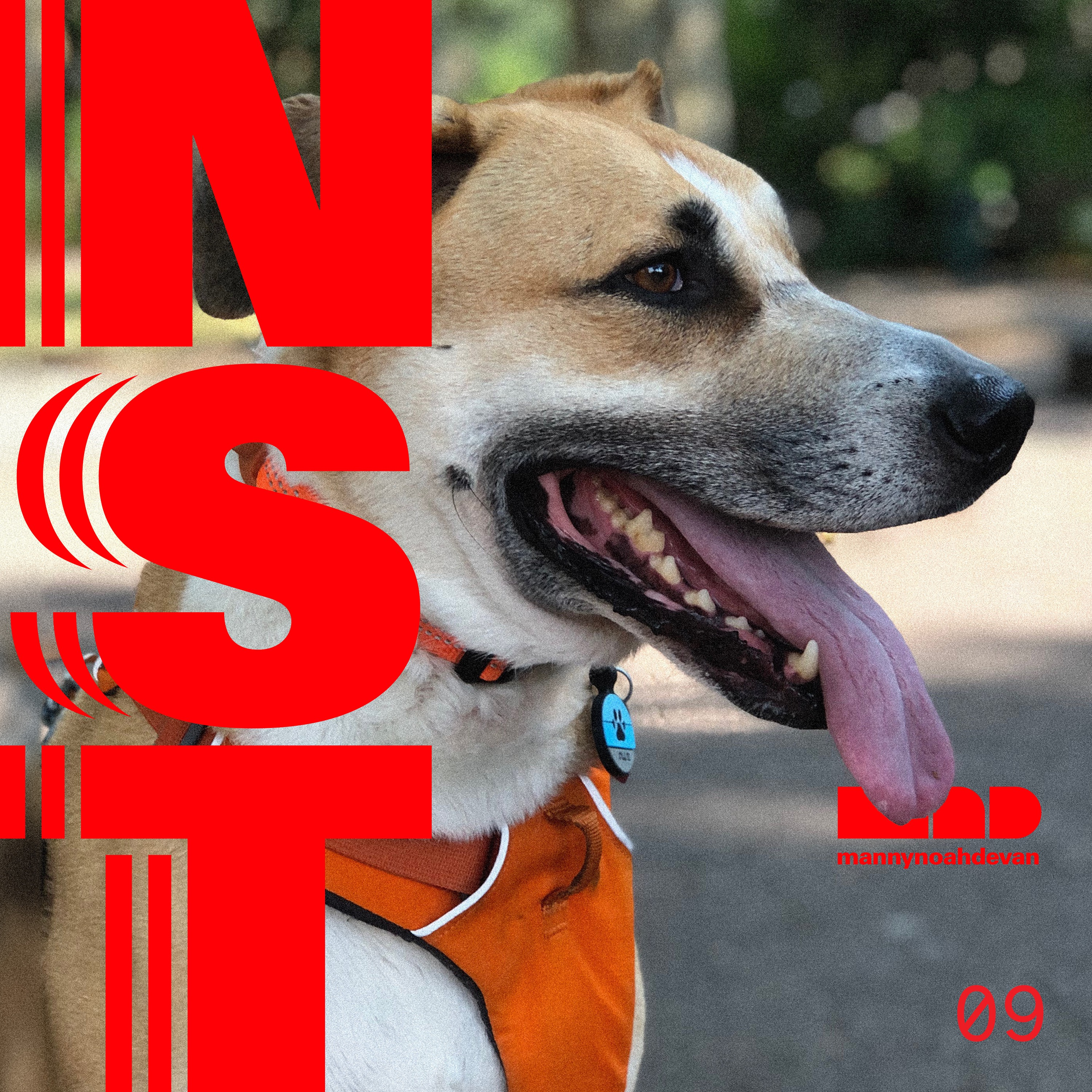 Are suburban dogs happier than city dogs?