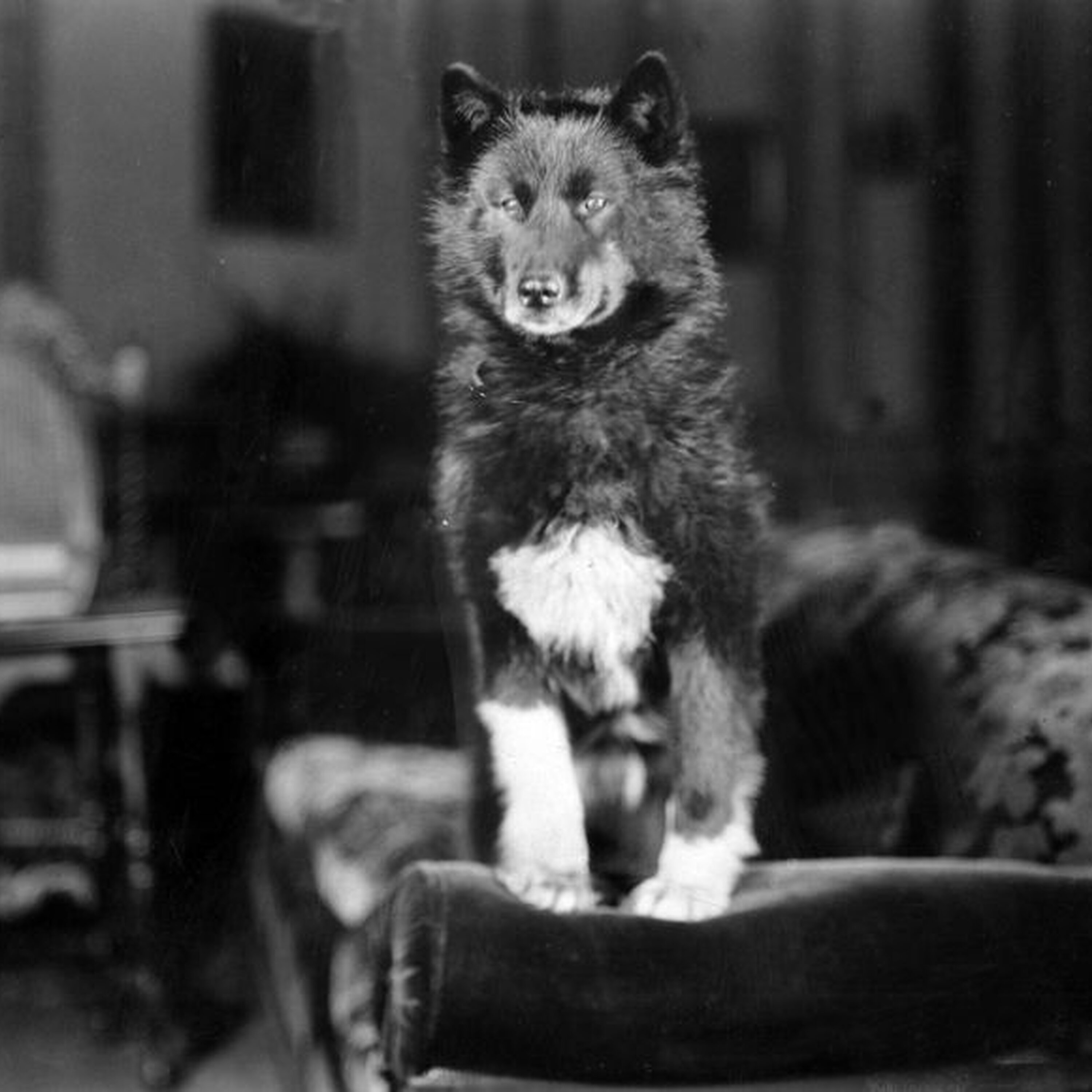 Was Disney’s Balto a True Story? episode artwork