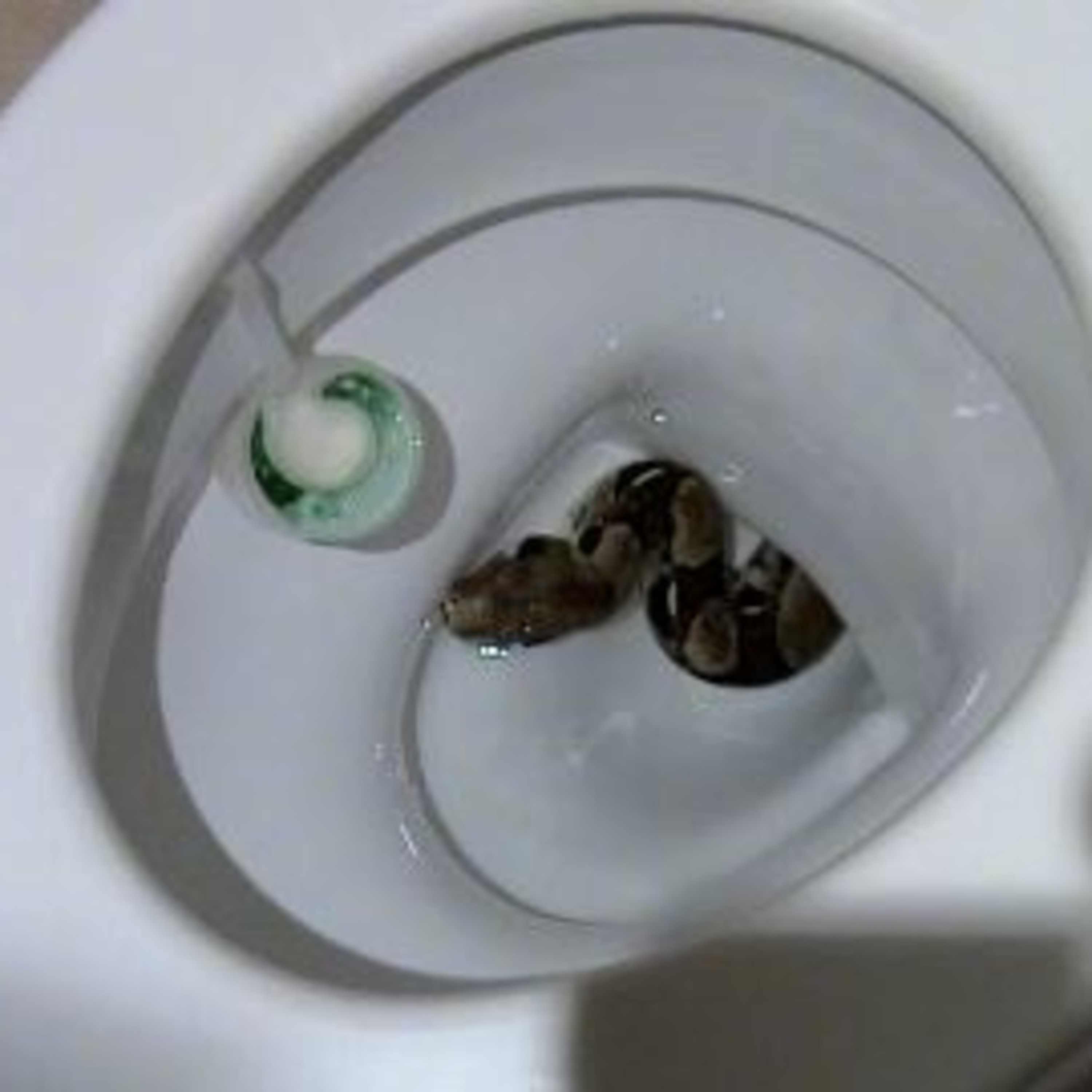 605: A Reptile Dysfunction