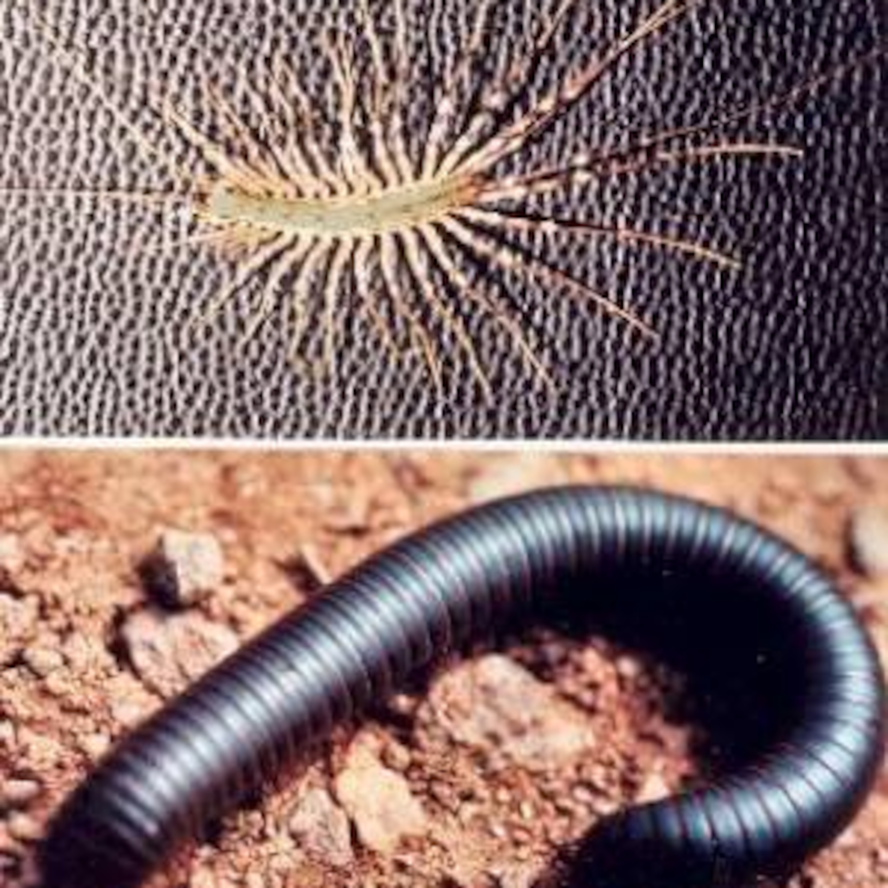 321: House Centipedes Vs. Field Centipedes