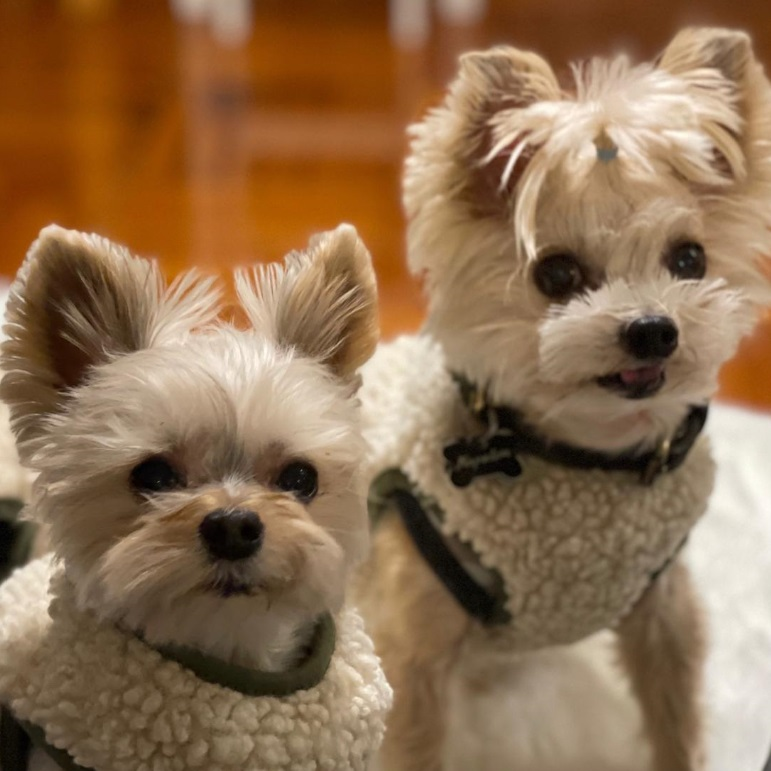 Fur Babies Over Kids? The Pet Economy’s Rapid Rise