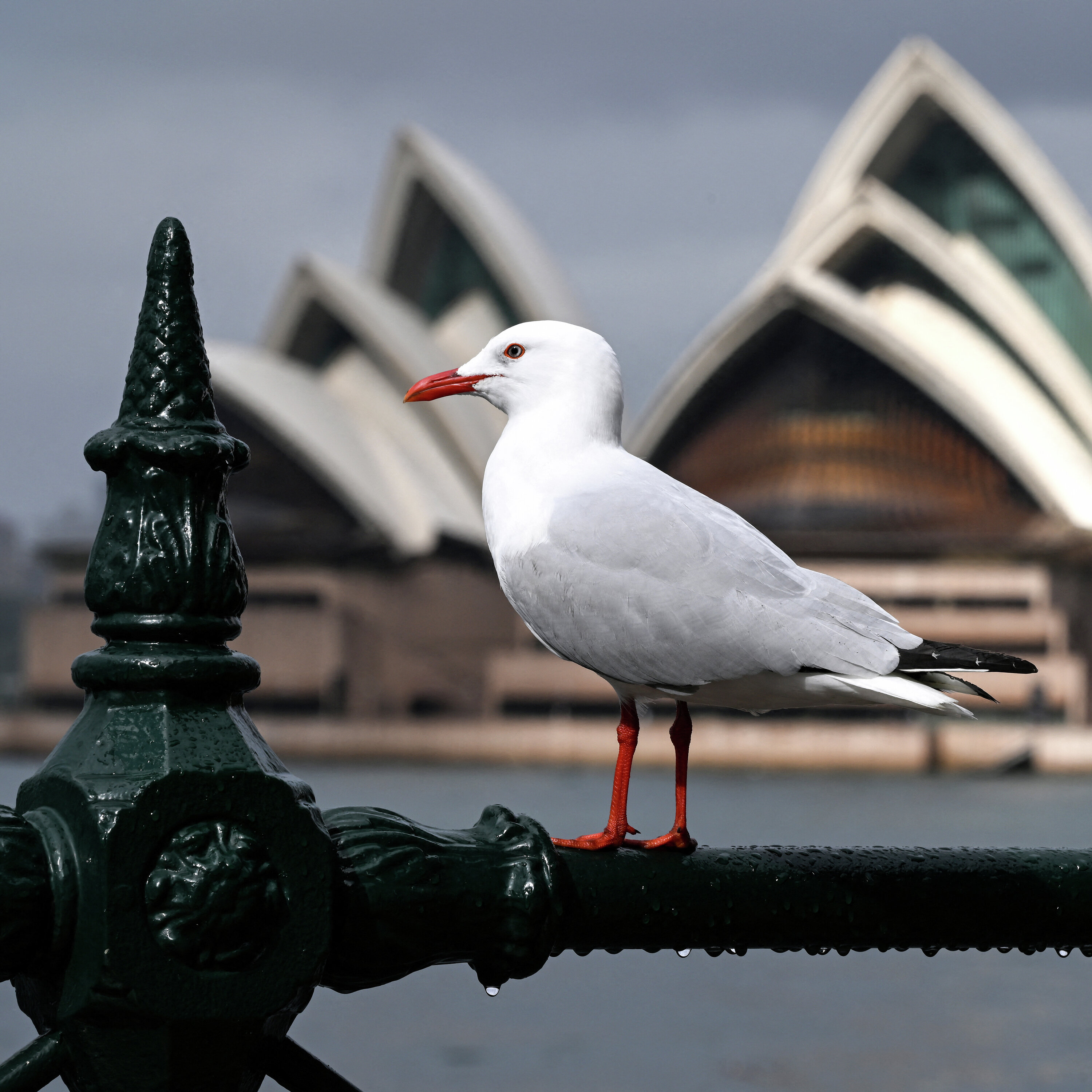 How Worried Should We Be About Bird Flu?