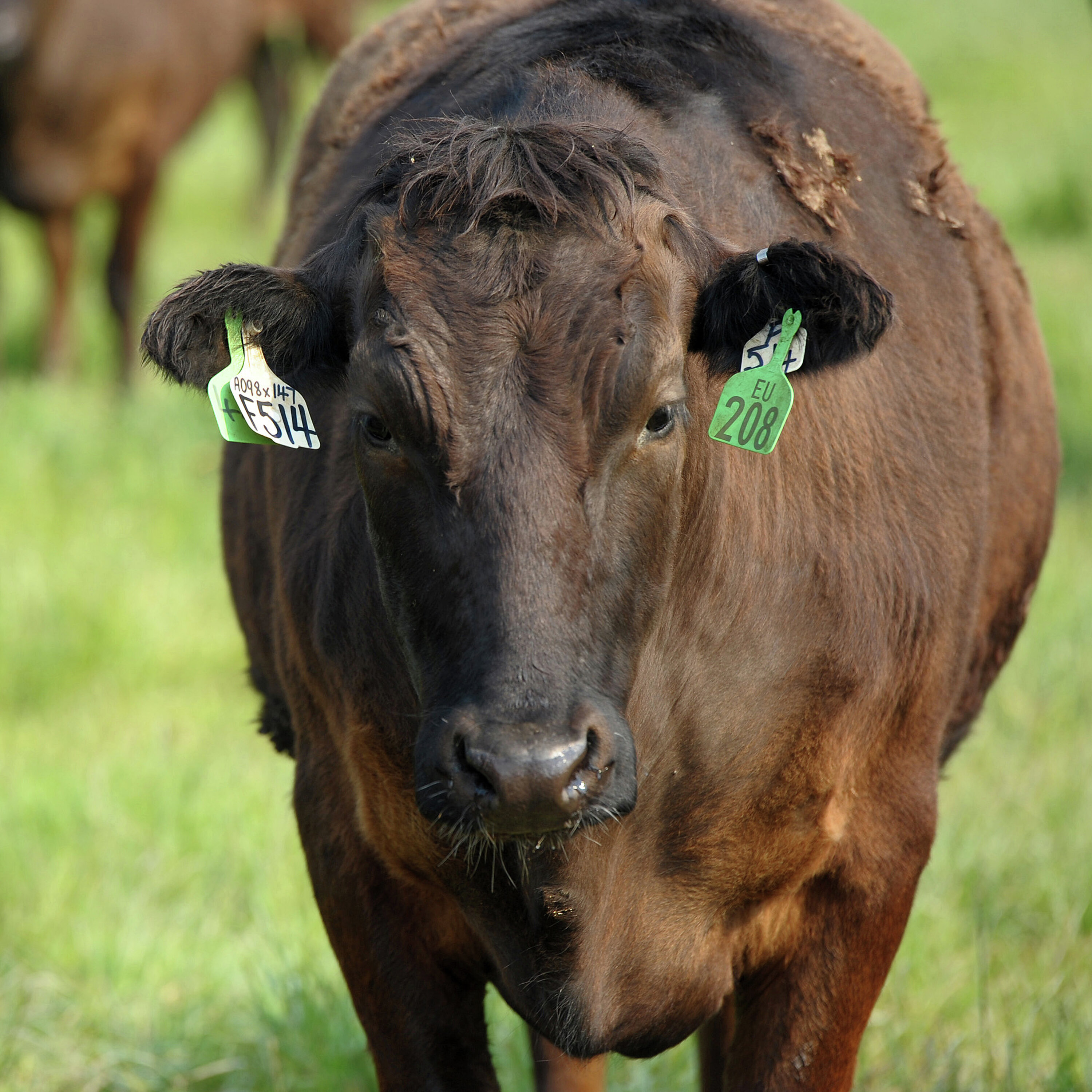 Is US Beef About to Hit the Great Aussie Barbecue?