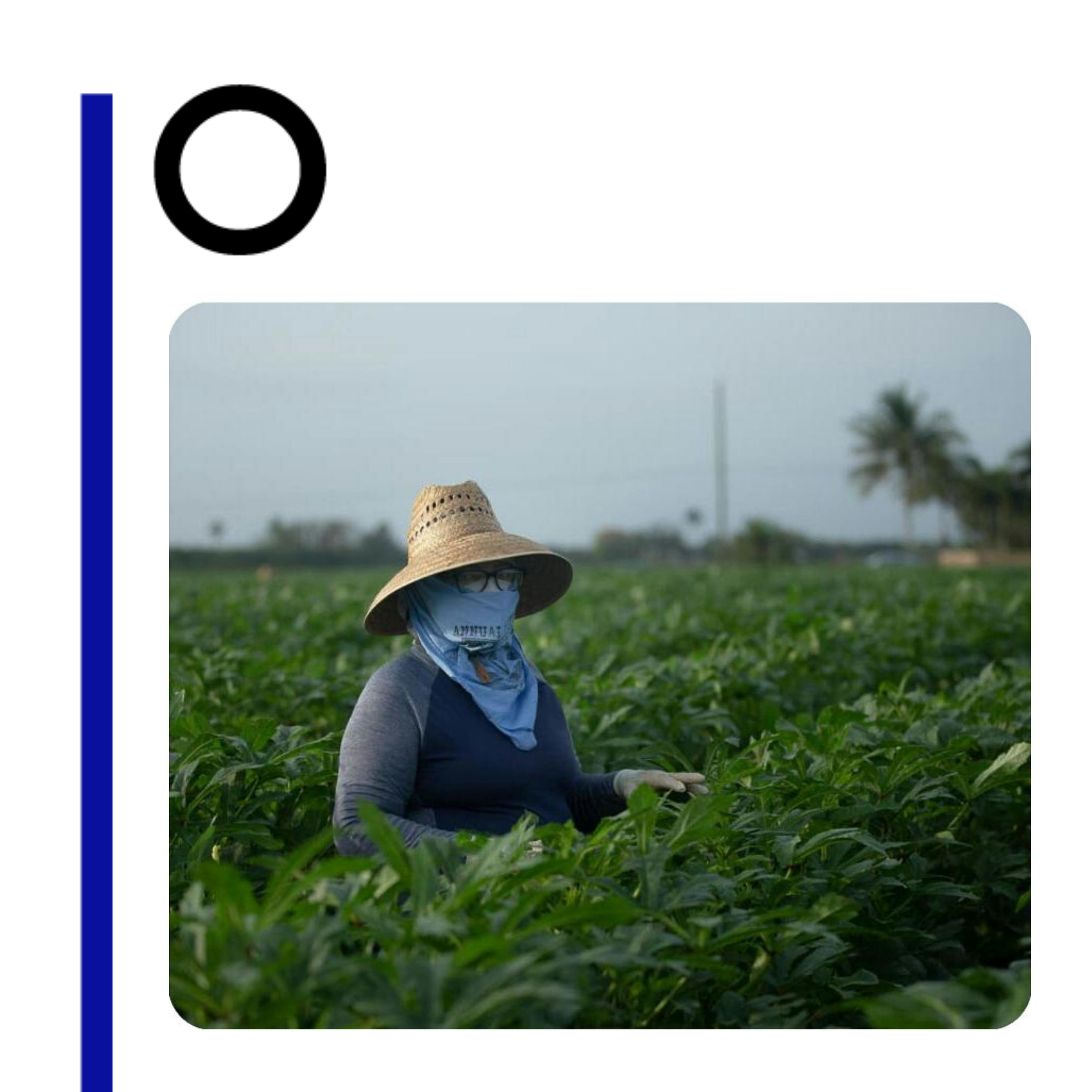 El hilo