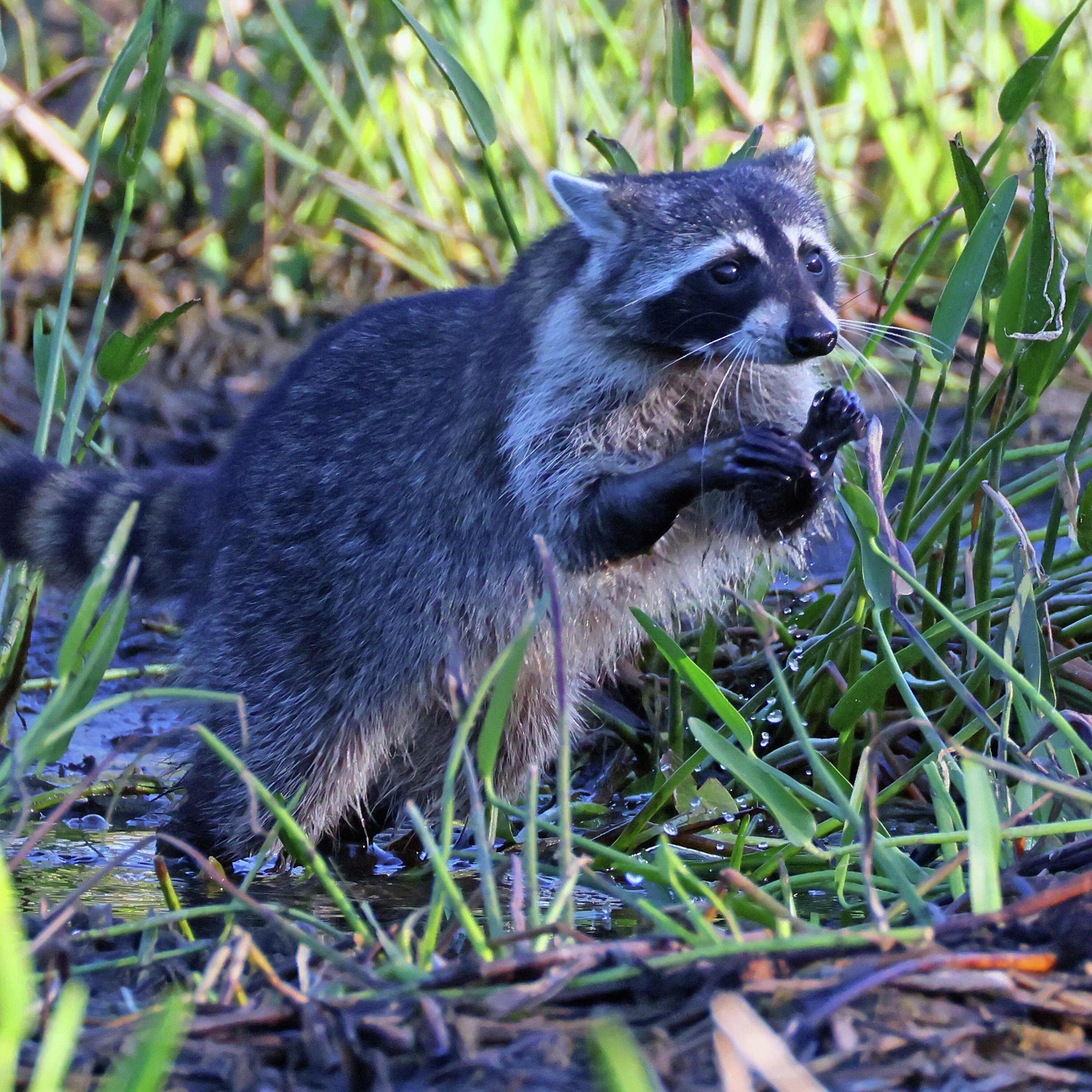 Jelly Roll's New Video, Jimothy The Raccoon Takes The Net by Storm & More!