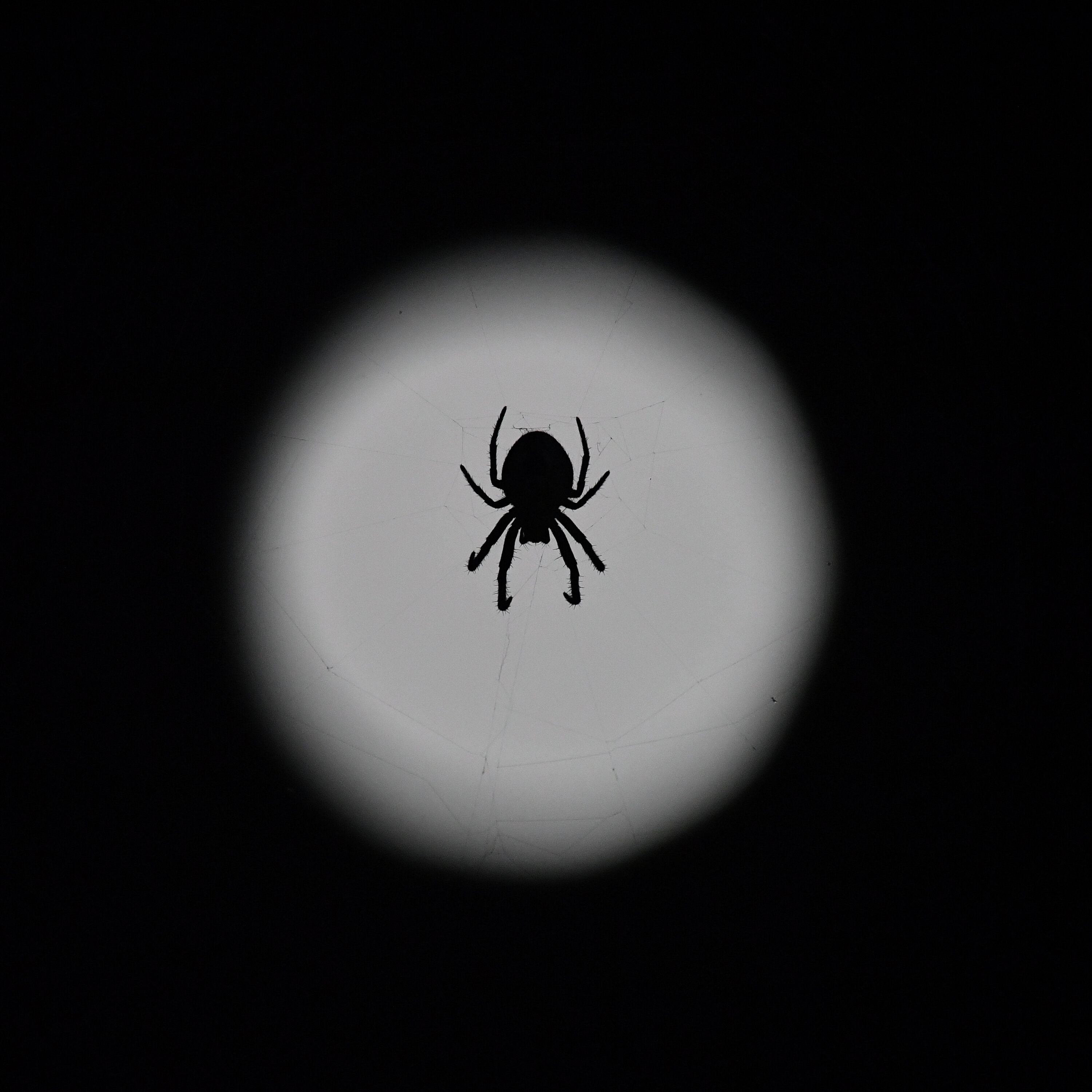 Phobias Pop Quiz, Courtney's Appointment Text Drama, Latest Buzz & More! episode artwork