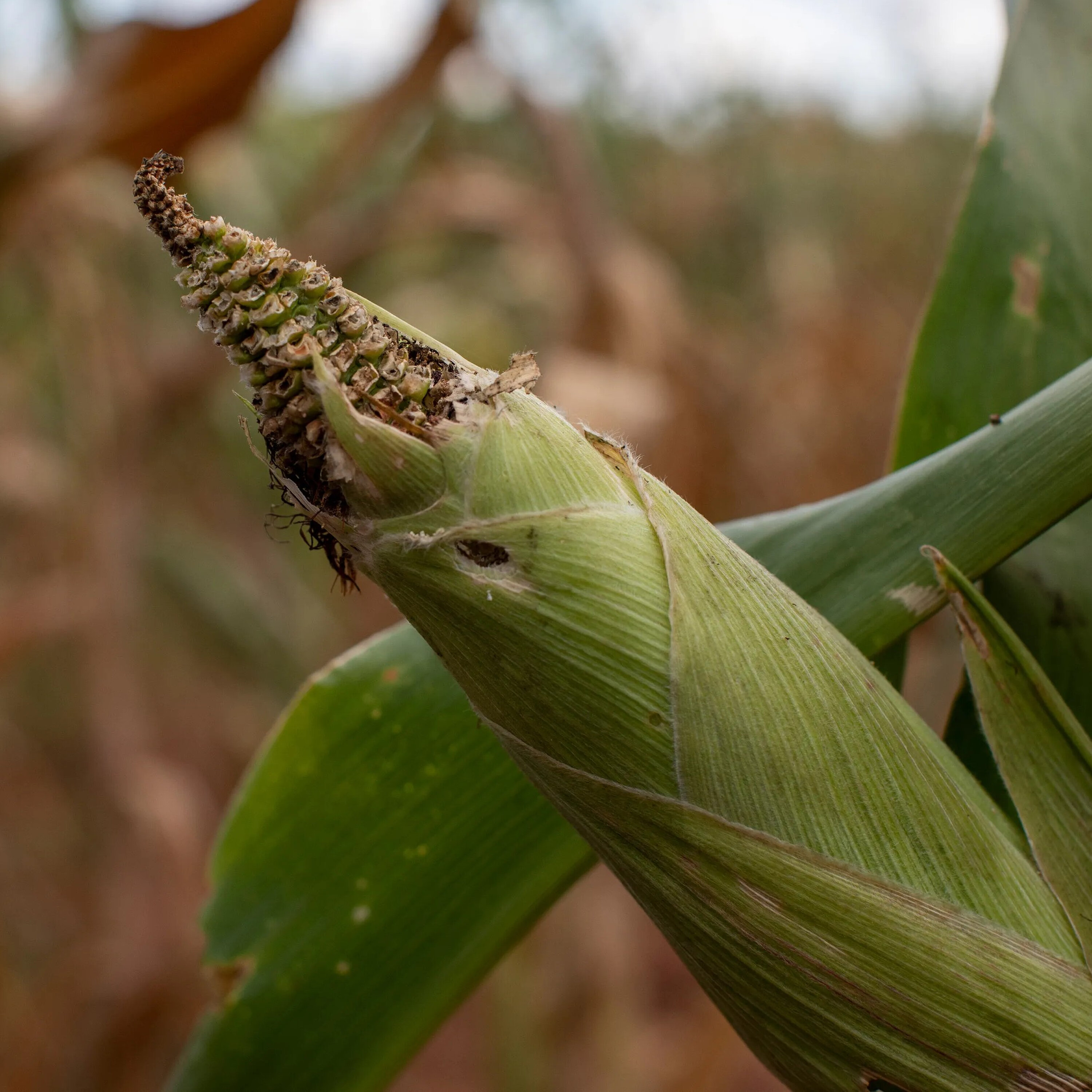 Will El Niño Trigger Africa’s Next Food Crisis? episode artwork