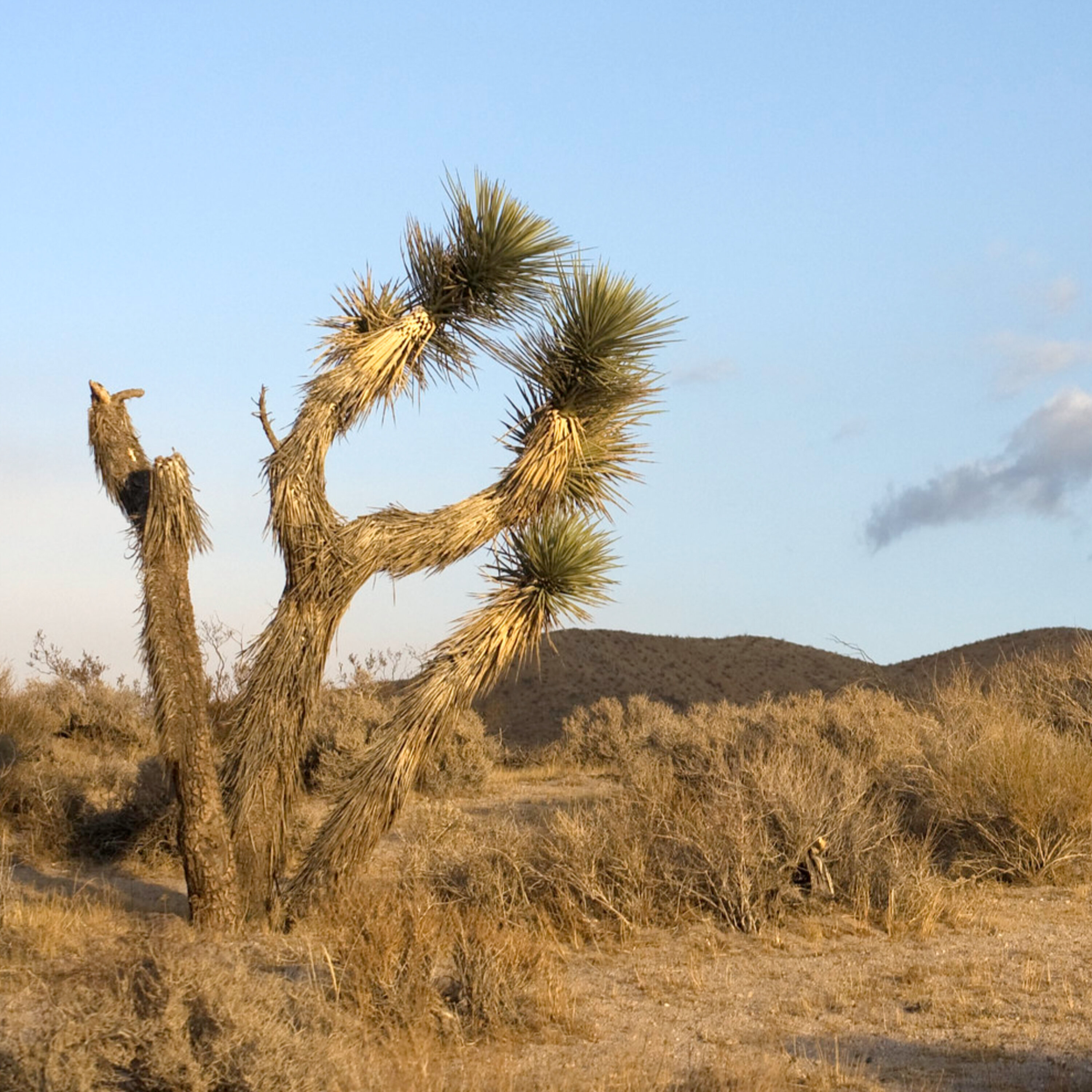 S1E9: Saving the Western Joshua tree S1E9: Saving the Western Joshua tree