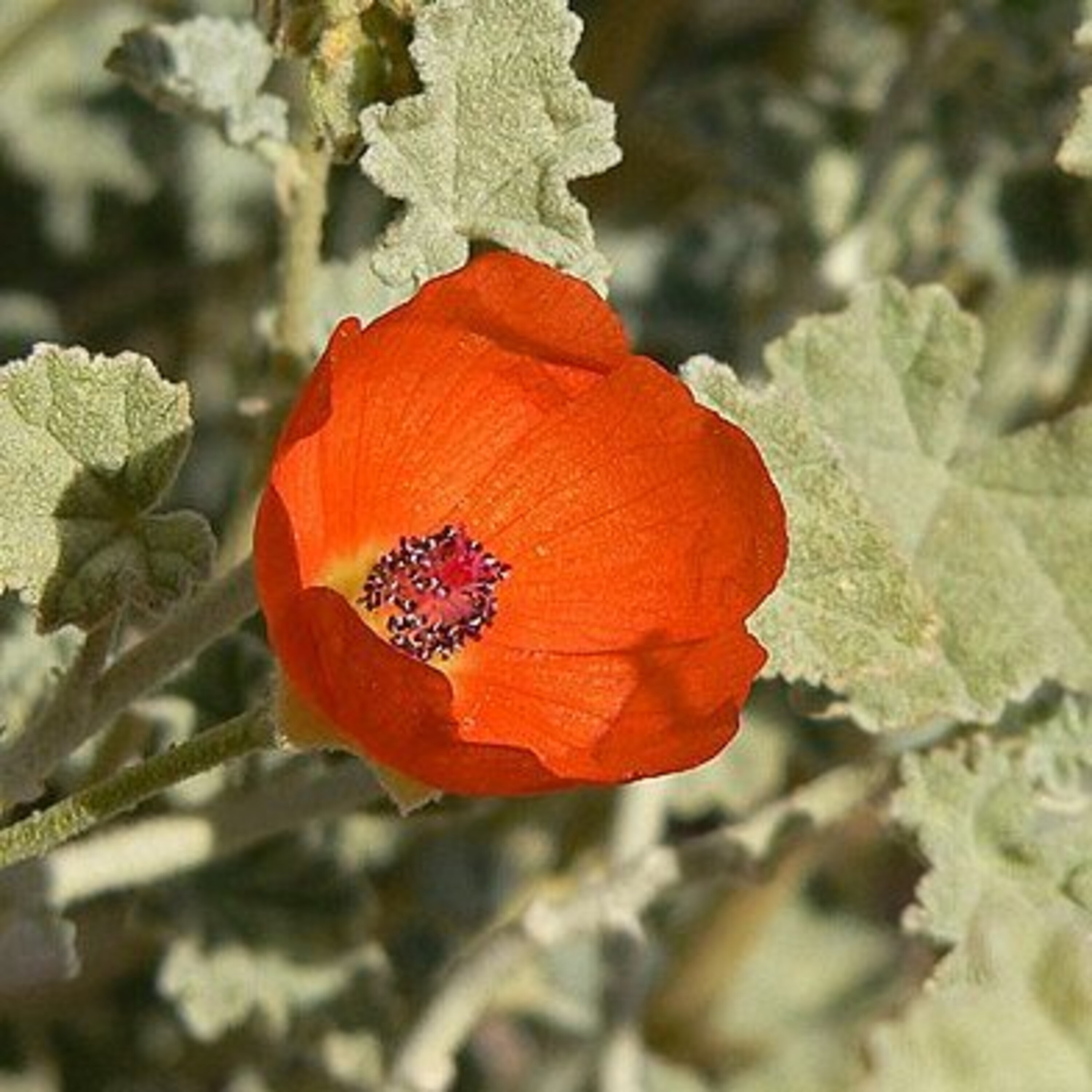 S2E11: Globemallow Binding the Desert's Wounds S2E11: Globemallow Binding the Desert's Wounds