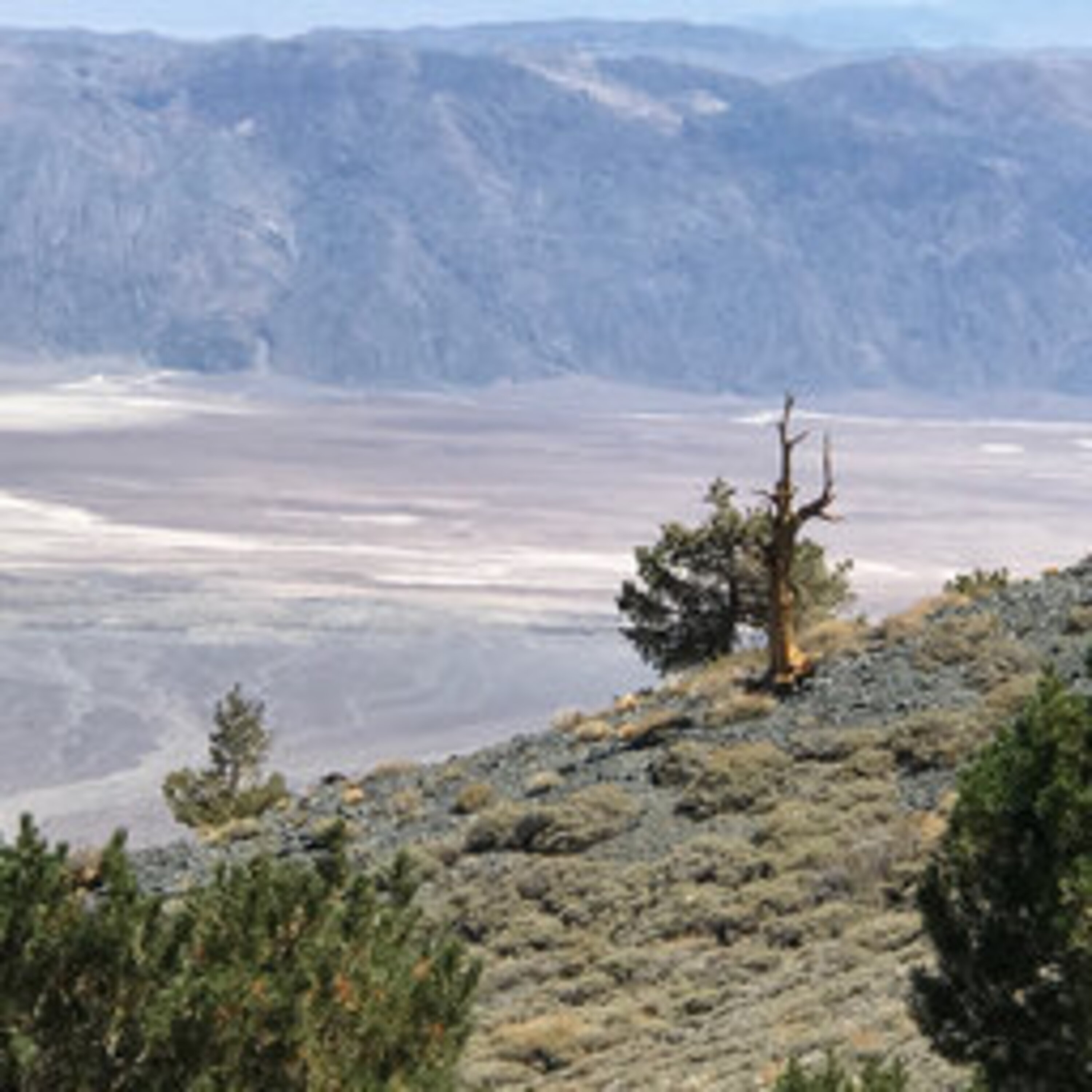 S1E15 What Keeps You Going plus Bristlecone Pines S1E15 What Keeps You Going plus Bristlecone Pines