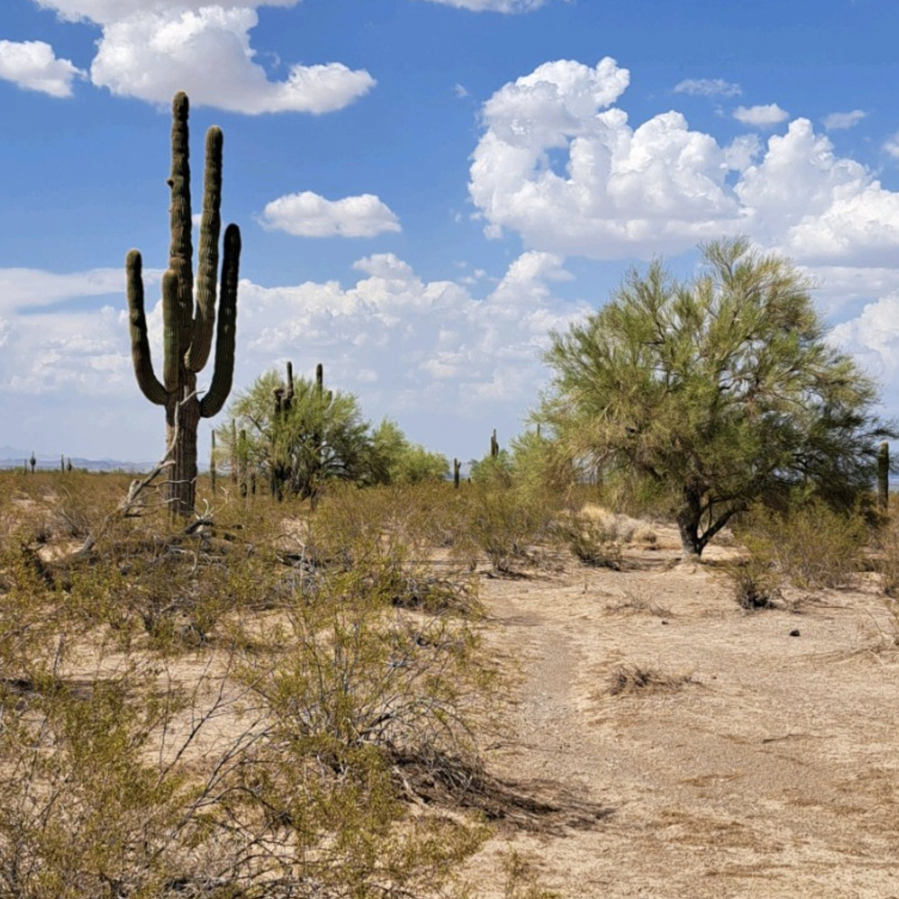 S2E12: The Majestic Saguaro, Part 1 S2E12: The Majestic Saguaro, Part 1