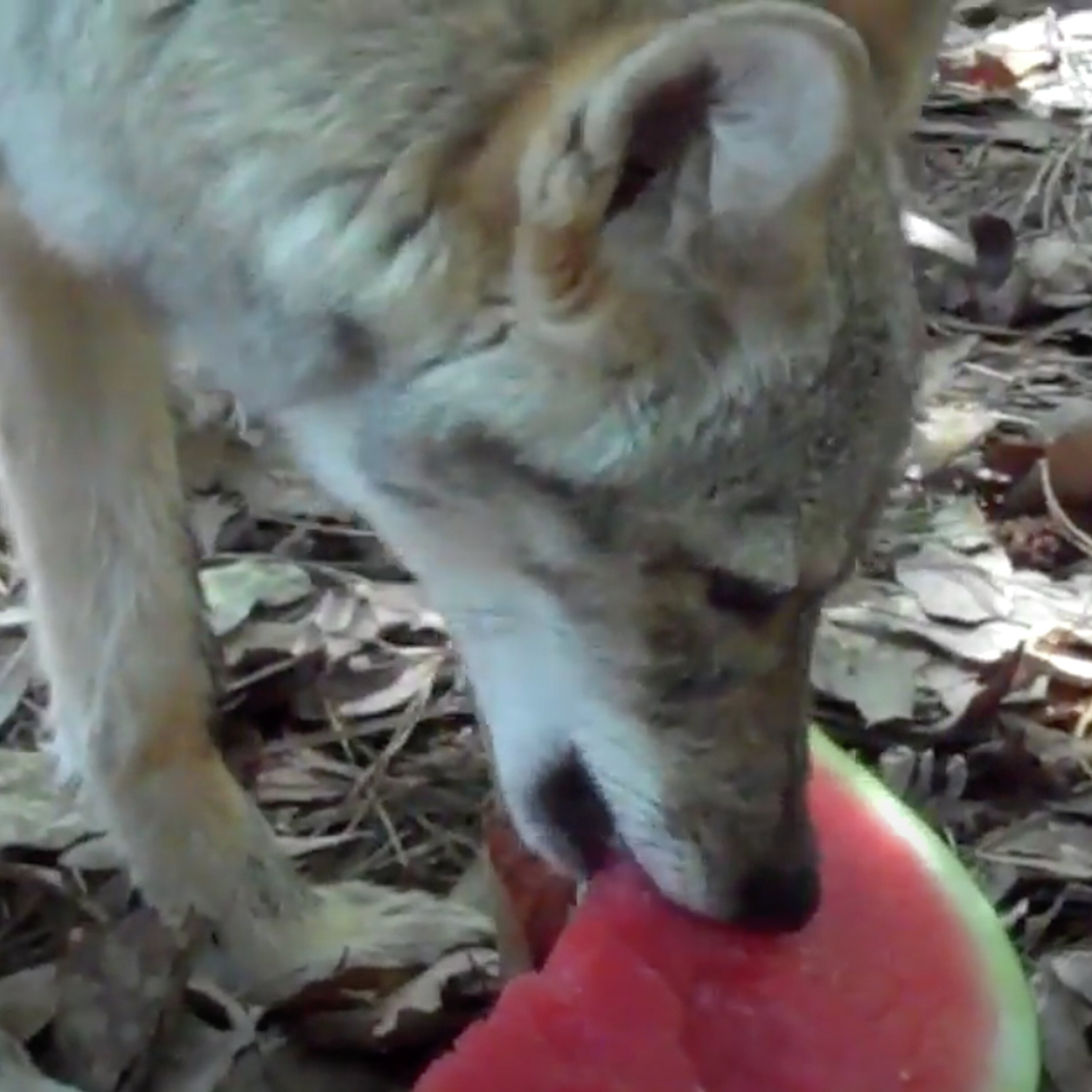 S3E17: Submerged No More! Restoring Chemehuevi Land and Traditions S3E17: Submerged No More! Restoring Chemehuevi Land and Traditions