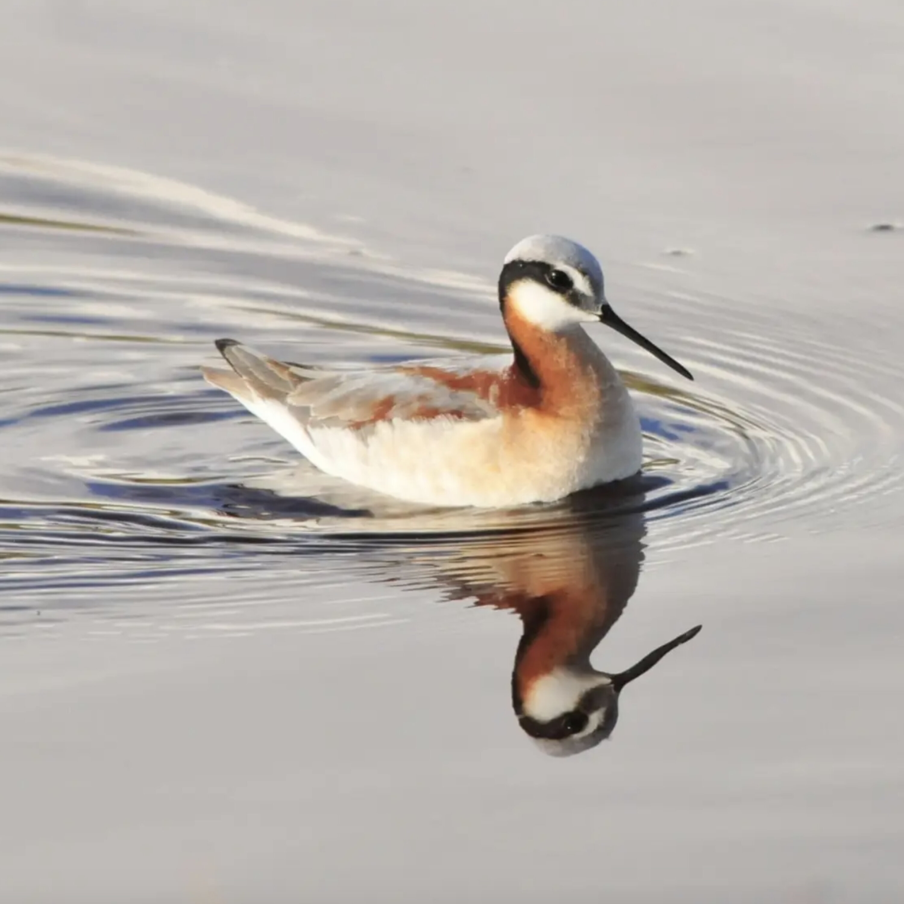 S3E10: Can the Wilson's Phalarope Save the  Great Salt Lake? S3E10: Can the Wilson's Phalarope Save the  Great Salt Lake?