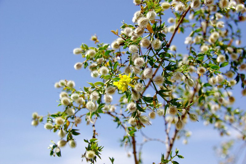 S2E1: Larrea tridentata a.k.a. the Humble Creosote