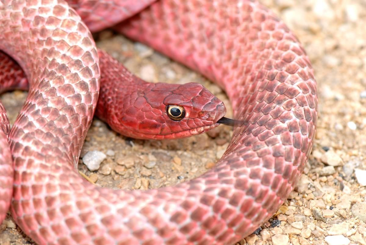 S3E22:  Debunking Snake Misconceptions
