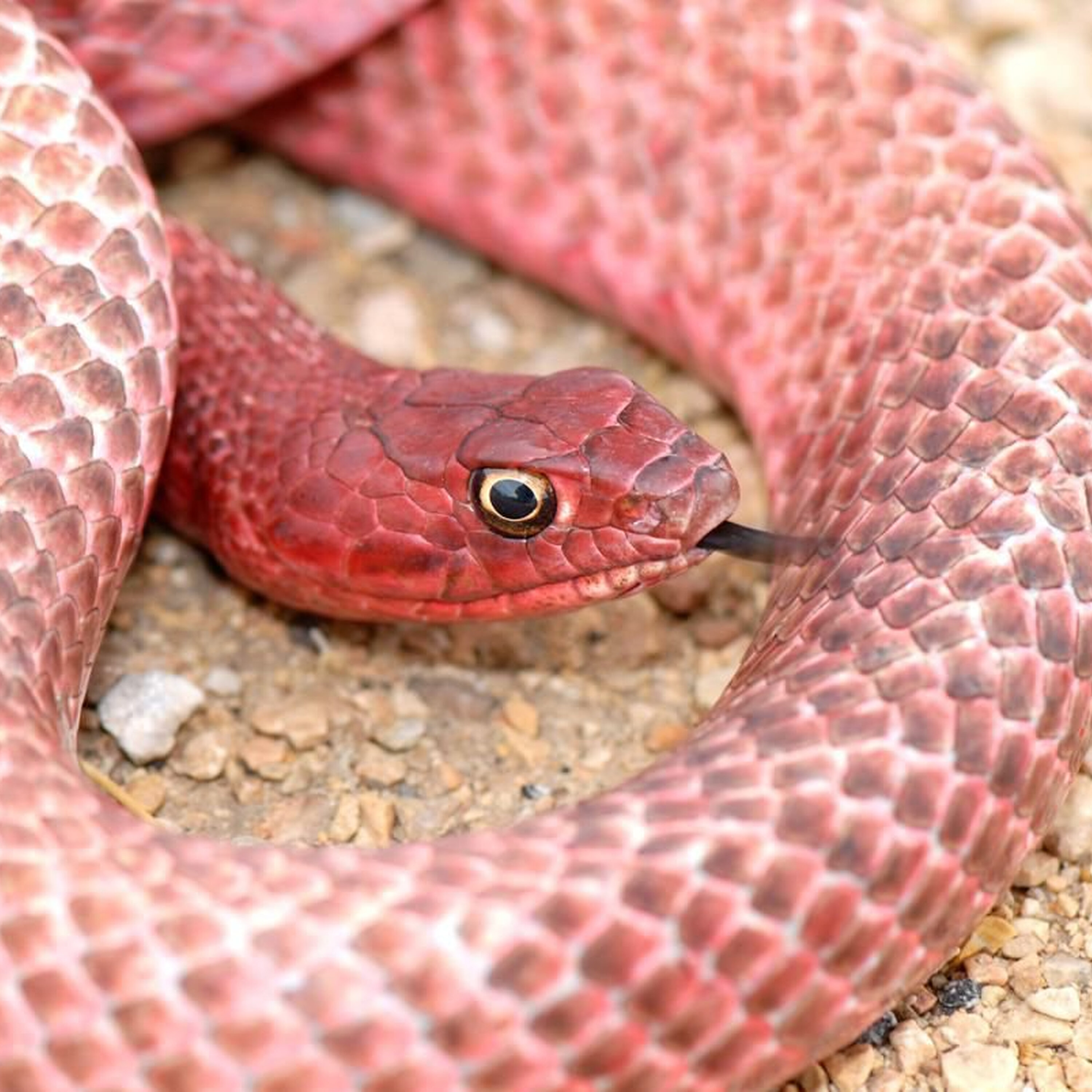 S3E22:  Debunking Snake Misconceptions S3E22:  Debunking Snake Misconceptions