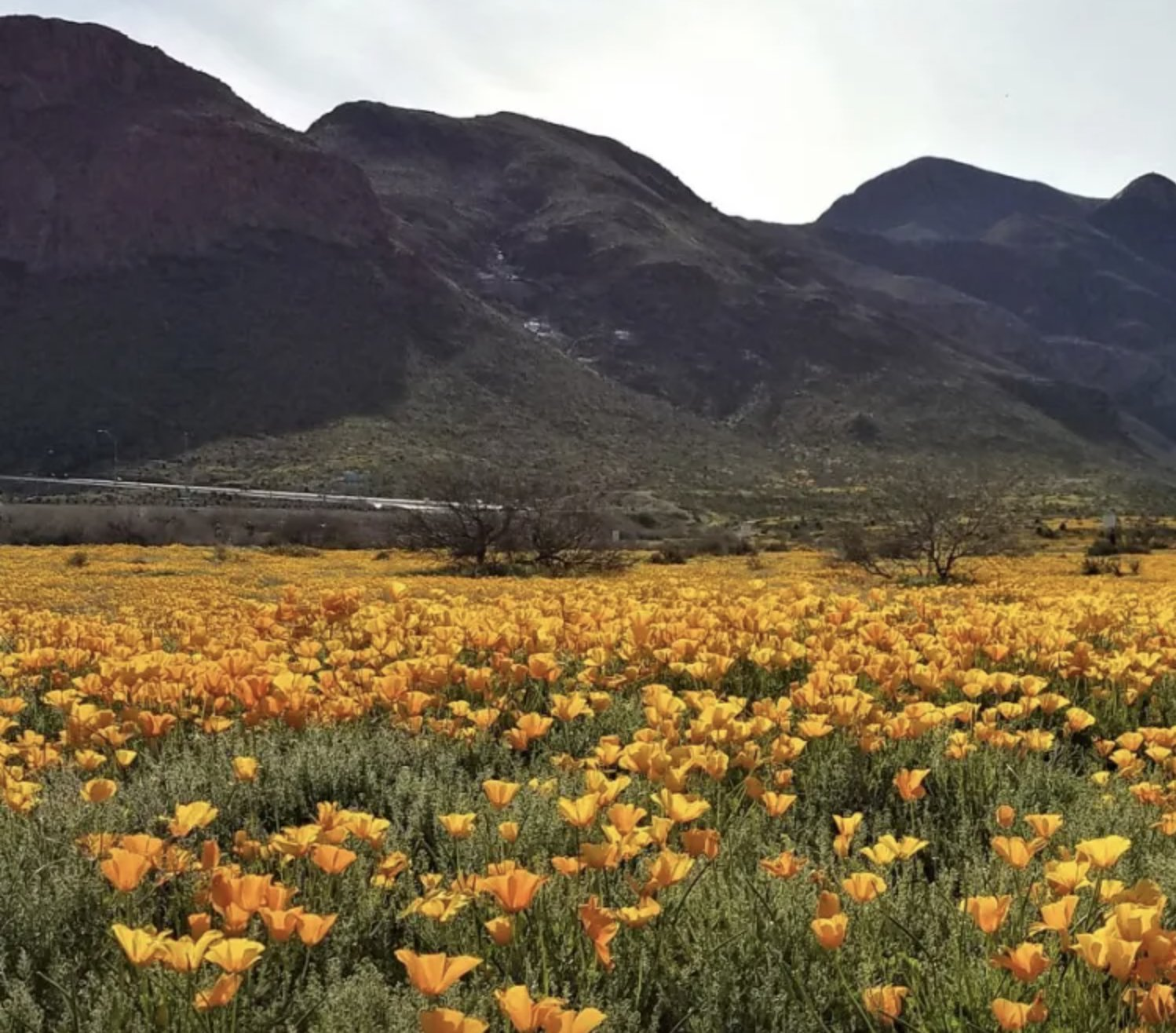 S3E7: Saving the Chihuahuan Desert with Frontera Land Alliance