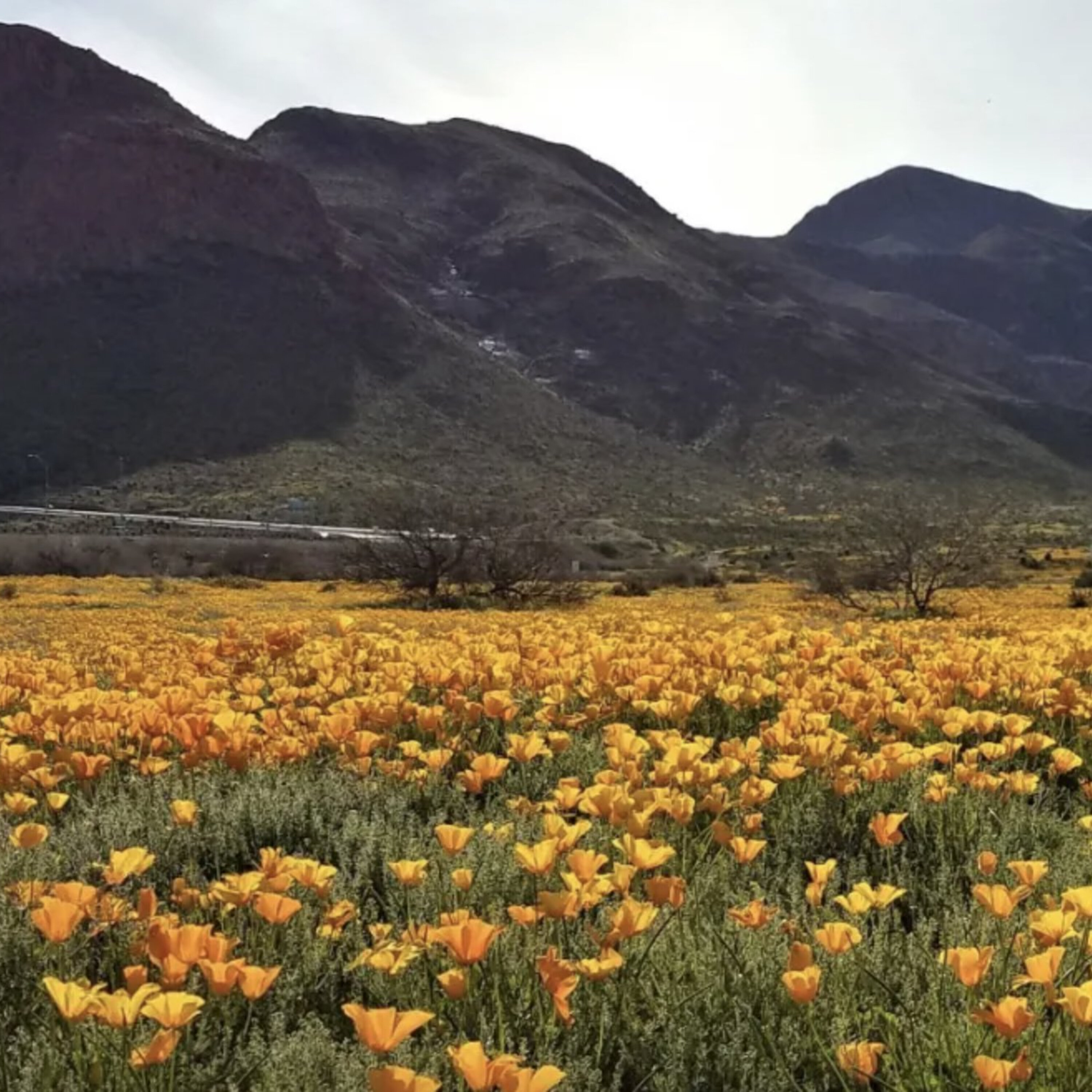 S3E7: Saving the Chihuahuan Desert with Frontera Land Alliance S3E7: Saving the Chihuahuan Desert with Frontera Land Alliance