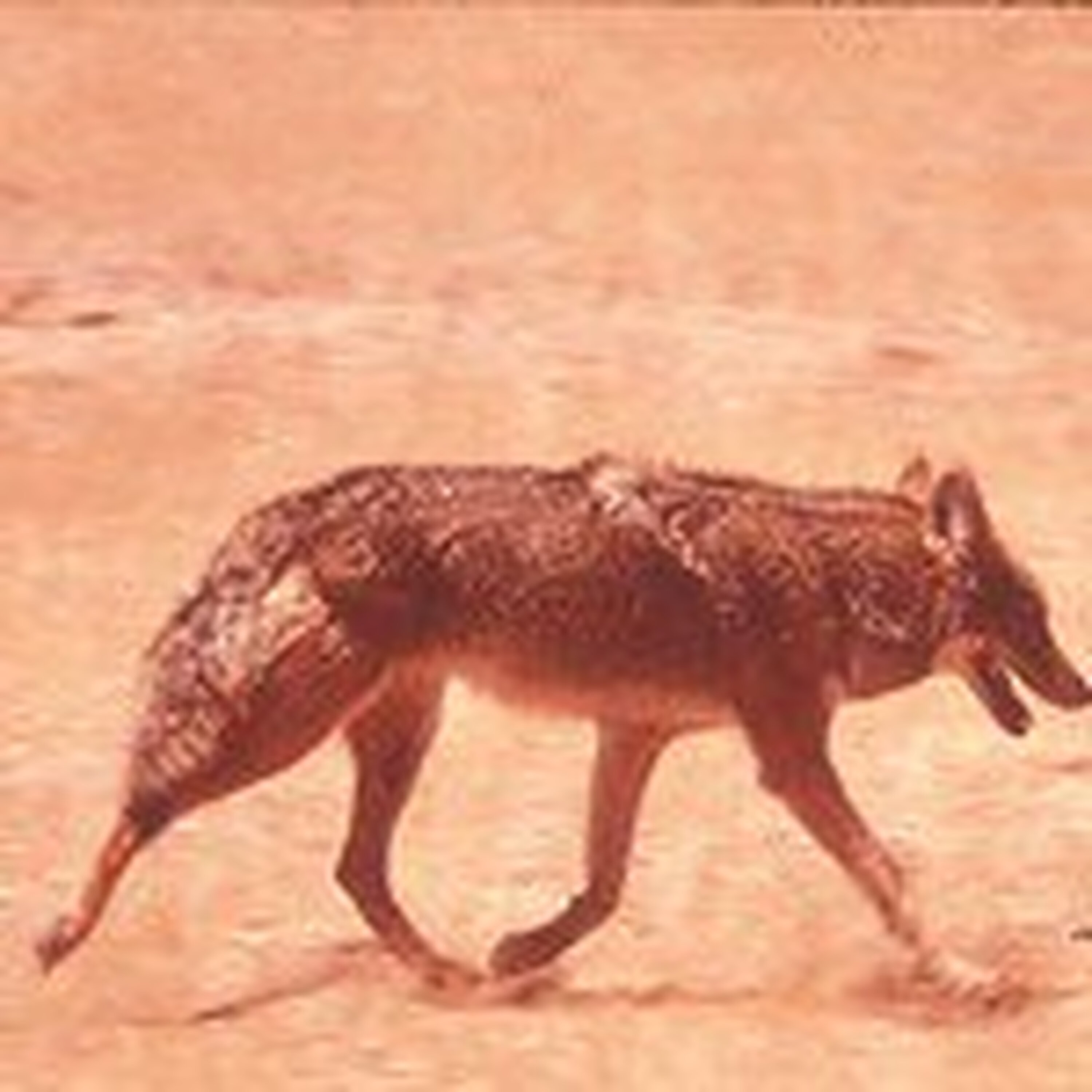 S3E36: Laughing Coyotes and Saguaro Dreams: An Unlikely Desert Awakening S3E36: Laughing Coyotes and Saguaro Dreams: An Unlikely Desert Awakening