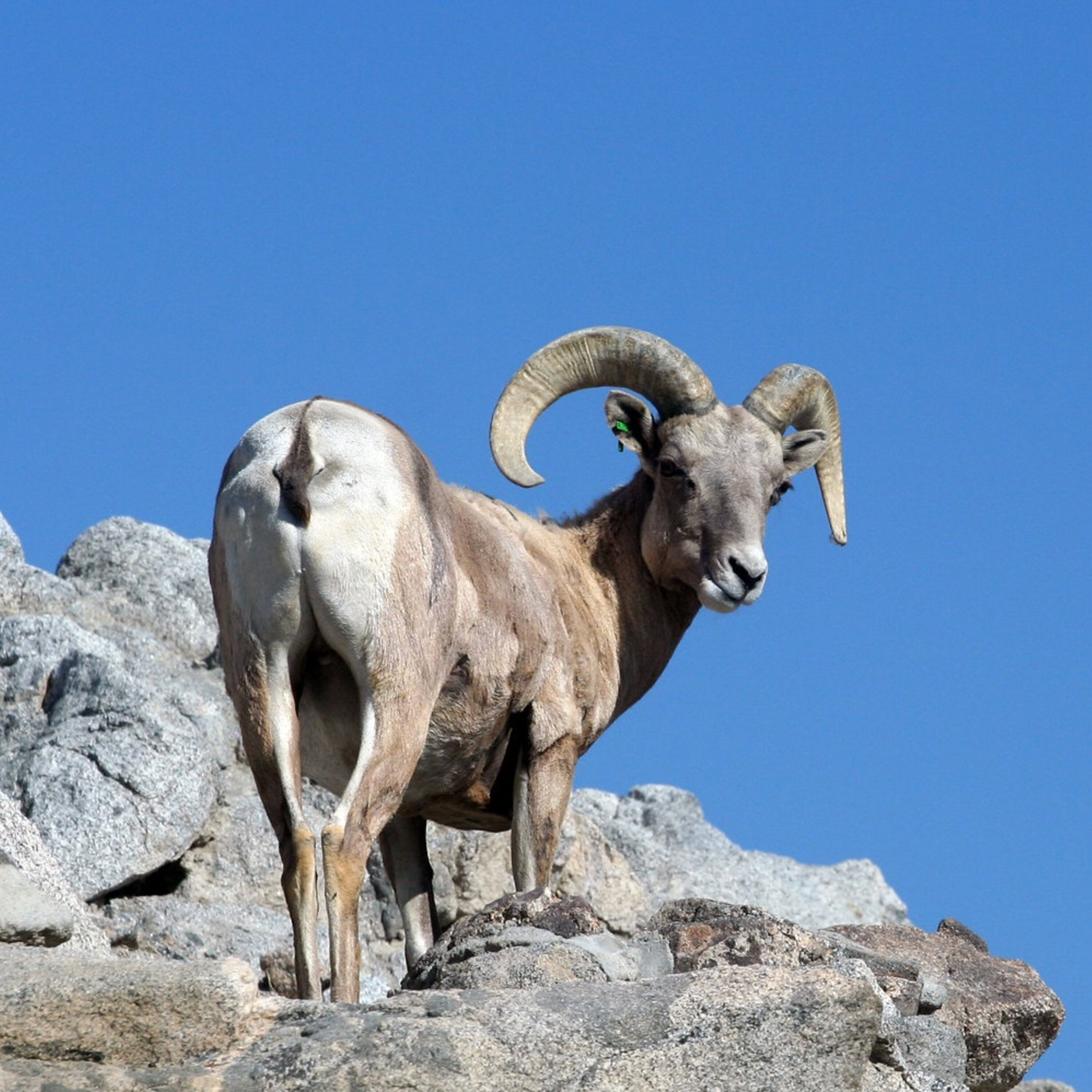S2E16: Protecting Desert Bighorn Sheep from Habitat Loss and Disease S2E16: Protecting Desert Bighorn Sheep from Habitat Loss and Disease