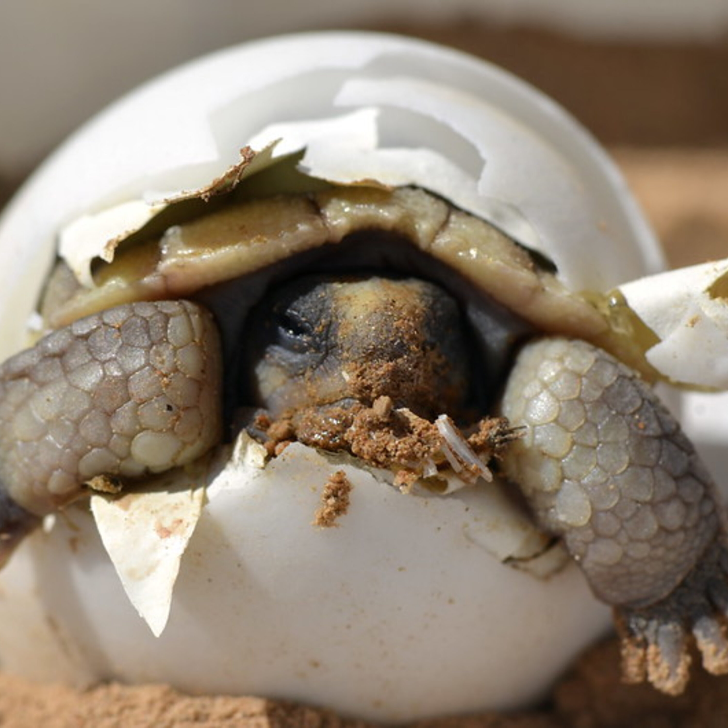 S2E4: Protecting Wonder Valley S2E4: Protecting Wonder Valley