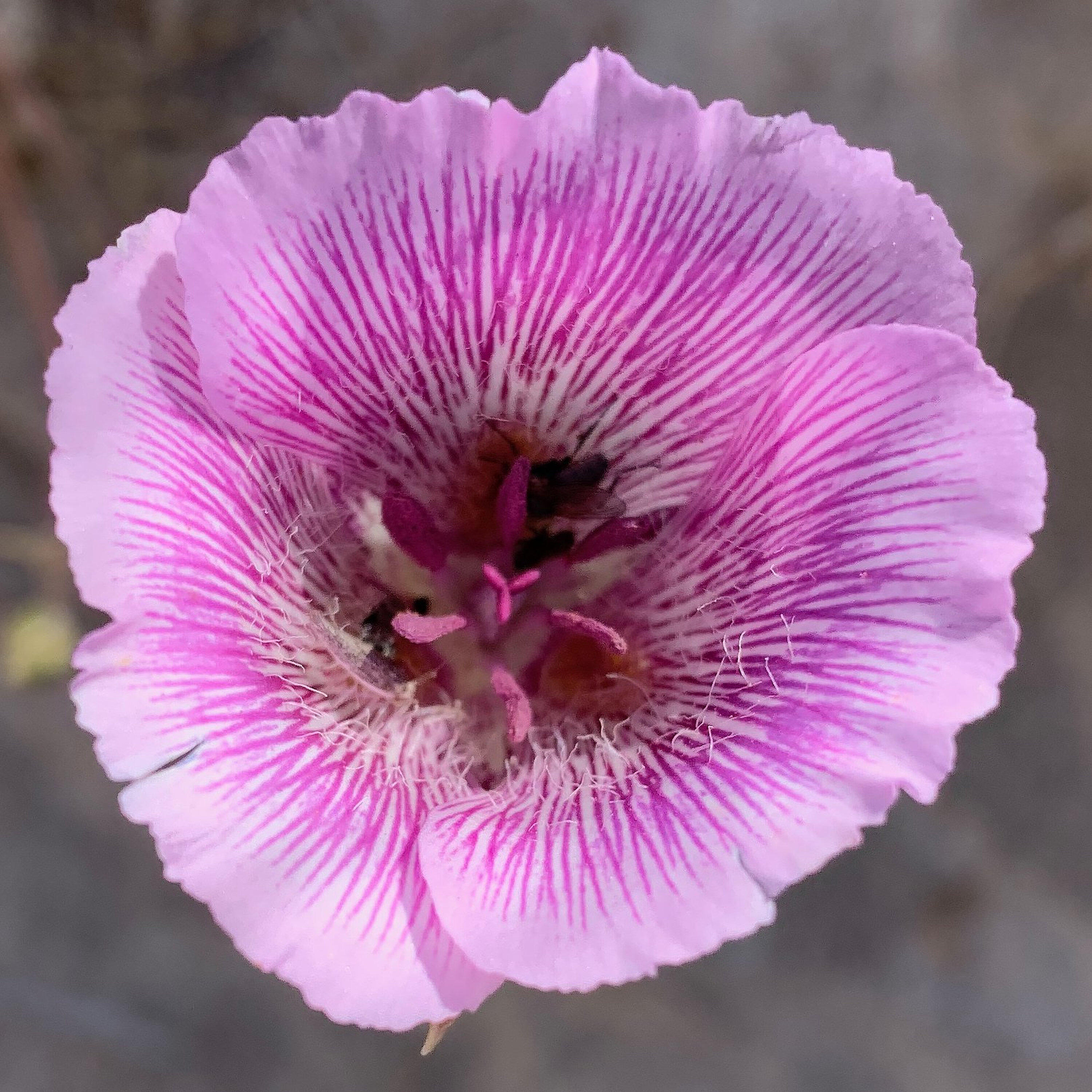 S3E24: The Fight to Protect the Pahrump Valley S3E24: The Fight to Protect the Pahrump Valley