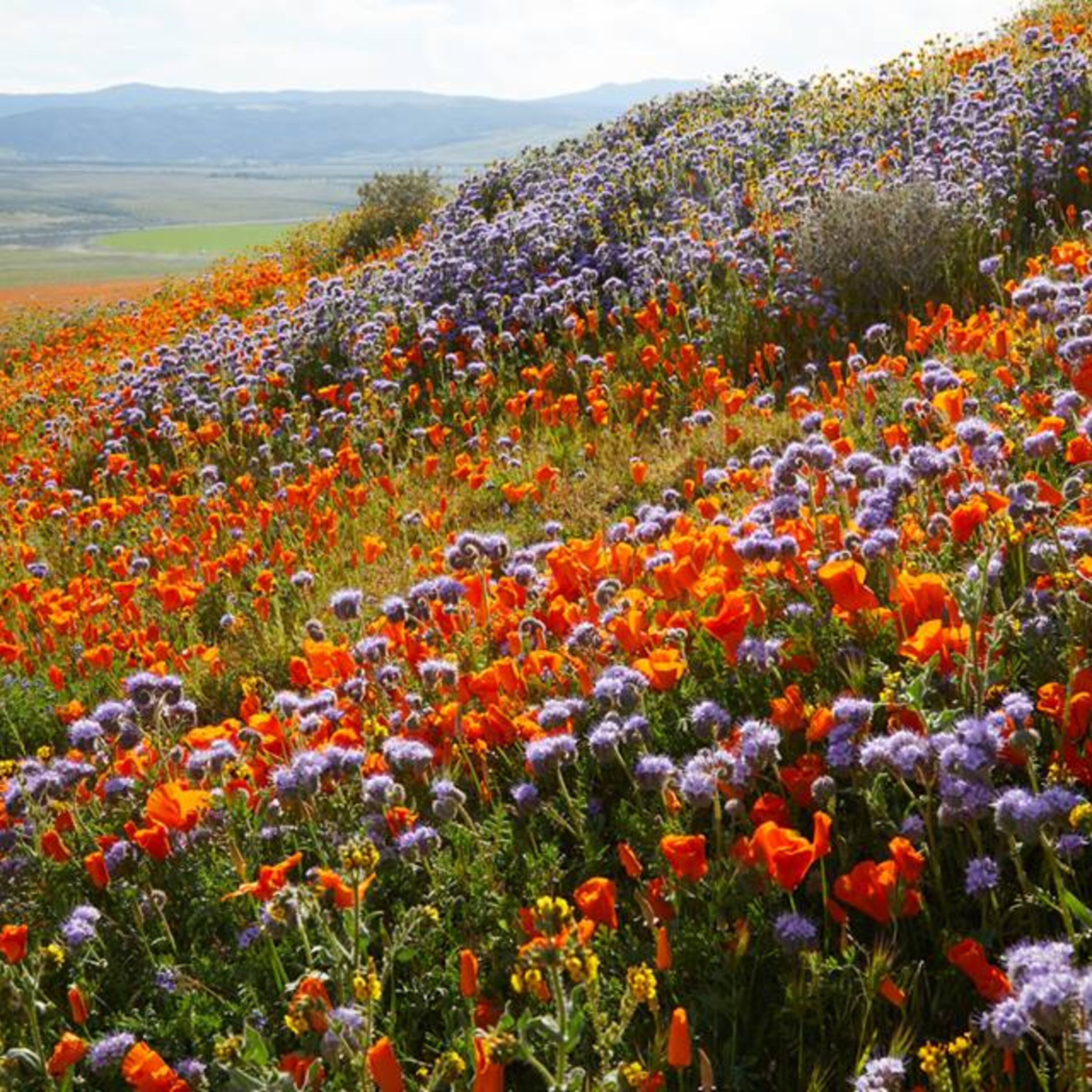 S1E5: Where Have All The Flowers Gone? S1E5: Where Have All The Flowers Gone?