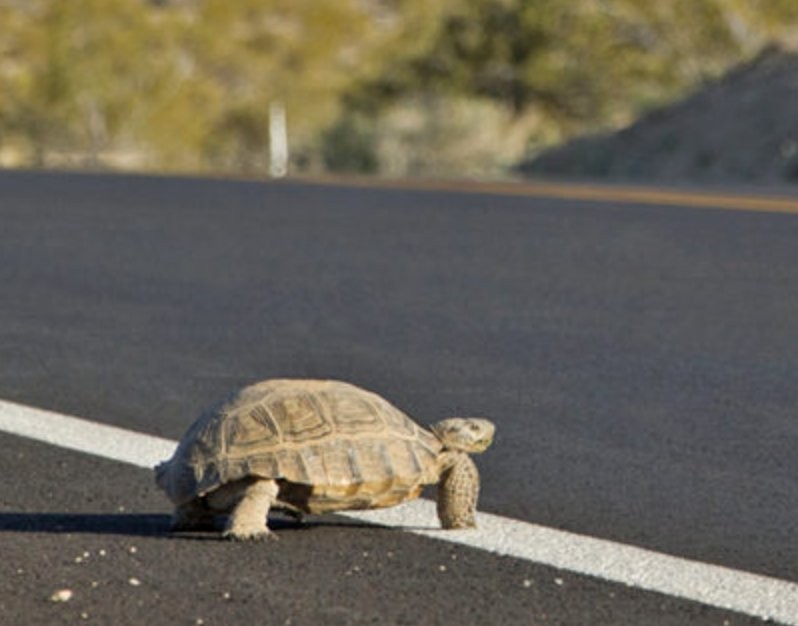 S3E29: Barbed Wire and Border Walls: The Unseen Cost of Fragmented Habitats