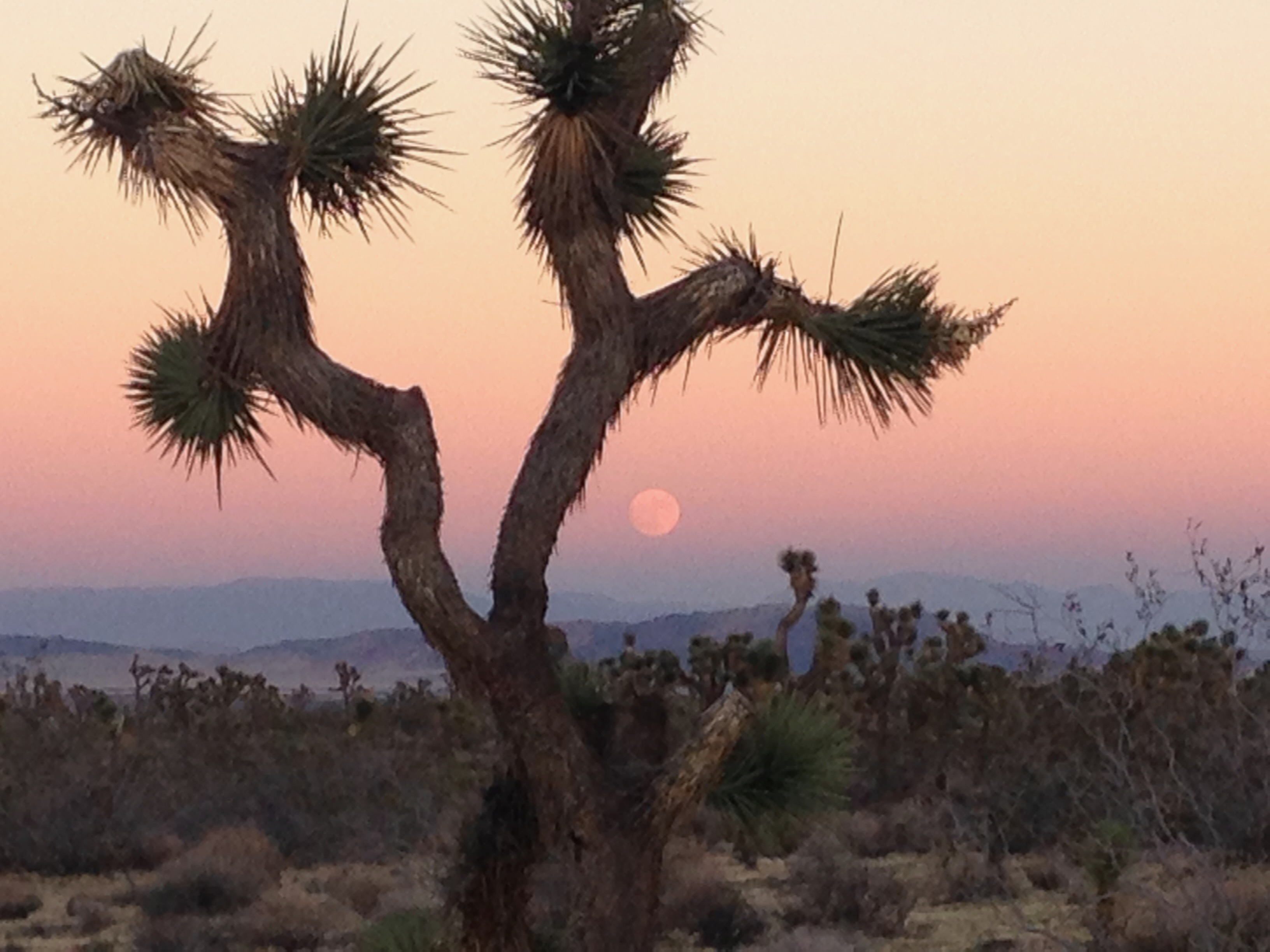 S1E20: California still doesn't know what to do about the western Joshua tree