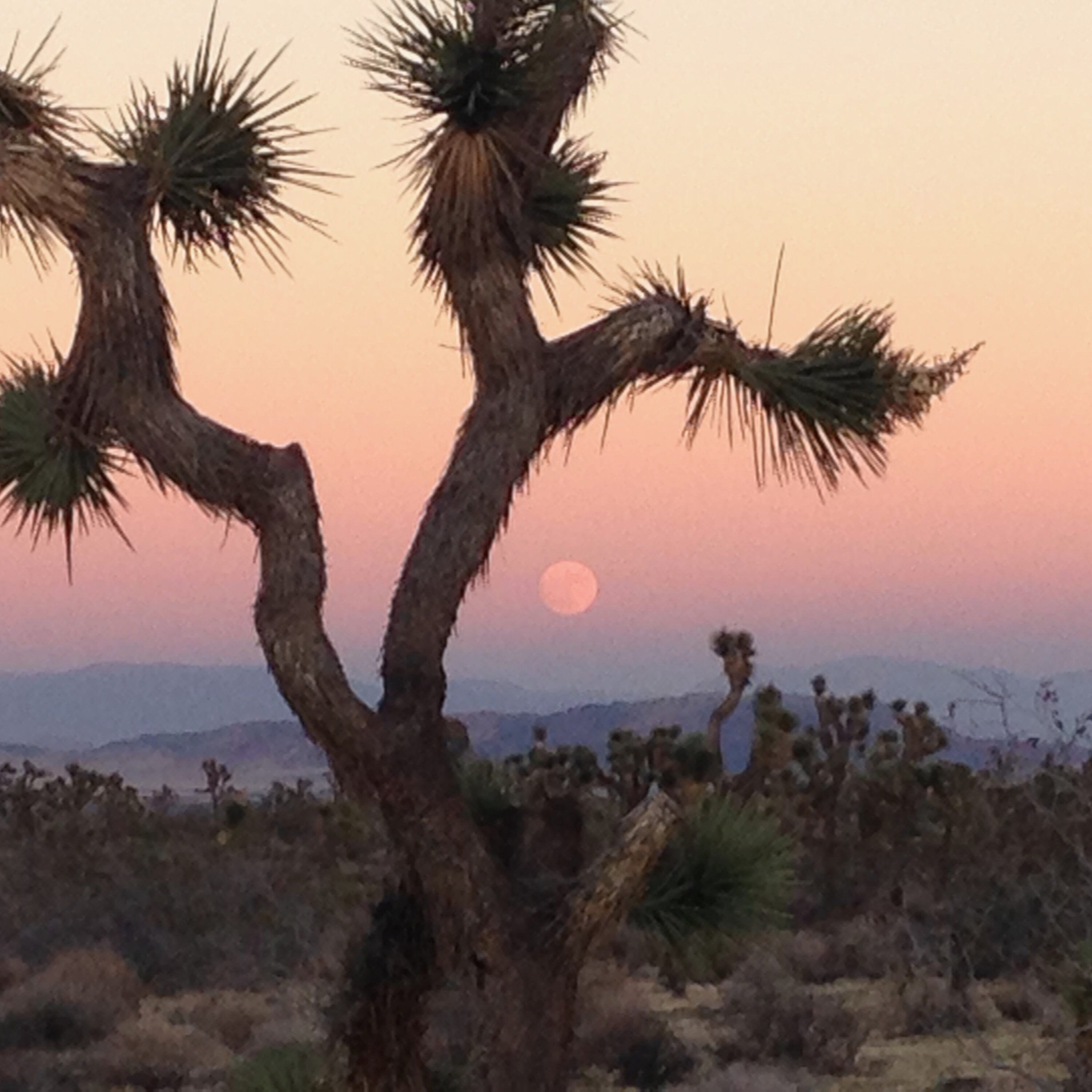 S1E20: California still doesn't know what to do about the western Joshua tree S1E20: California still doesn't know what to do about the western Joshua tree