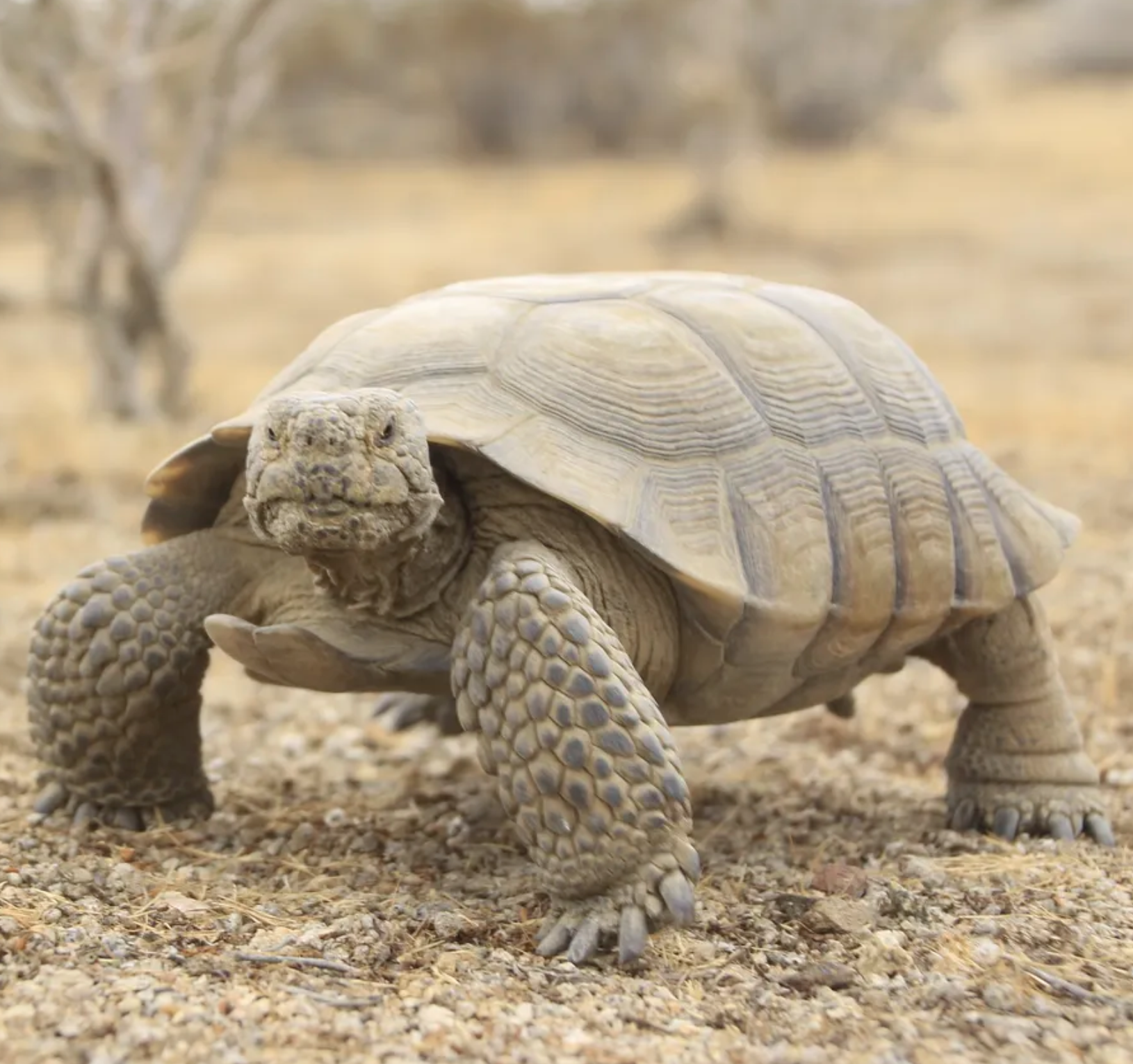 S1E21: The Desert Tortoise Still Has a Chance