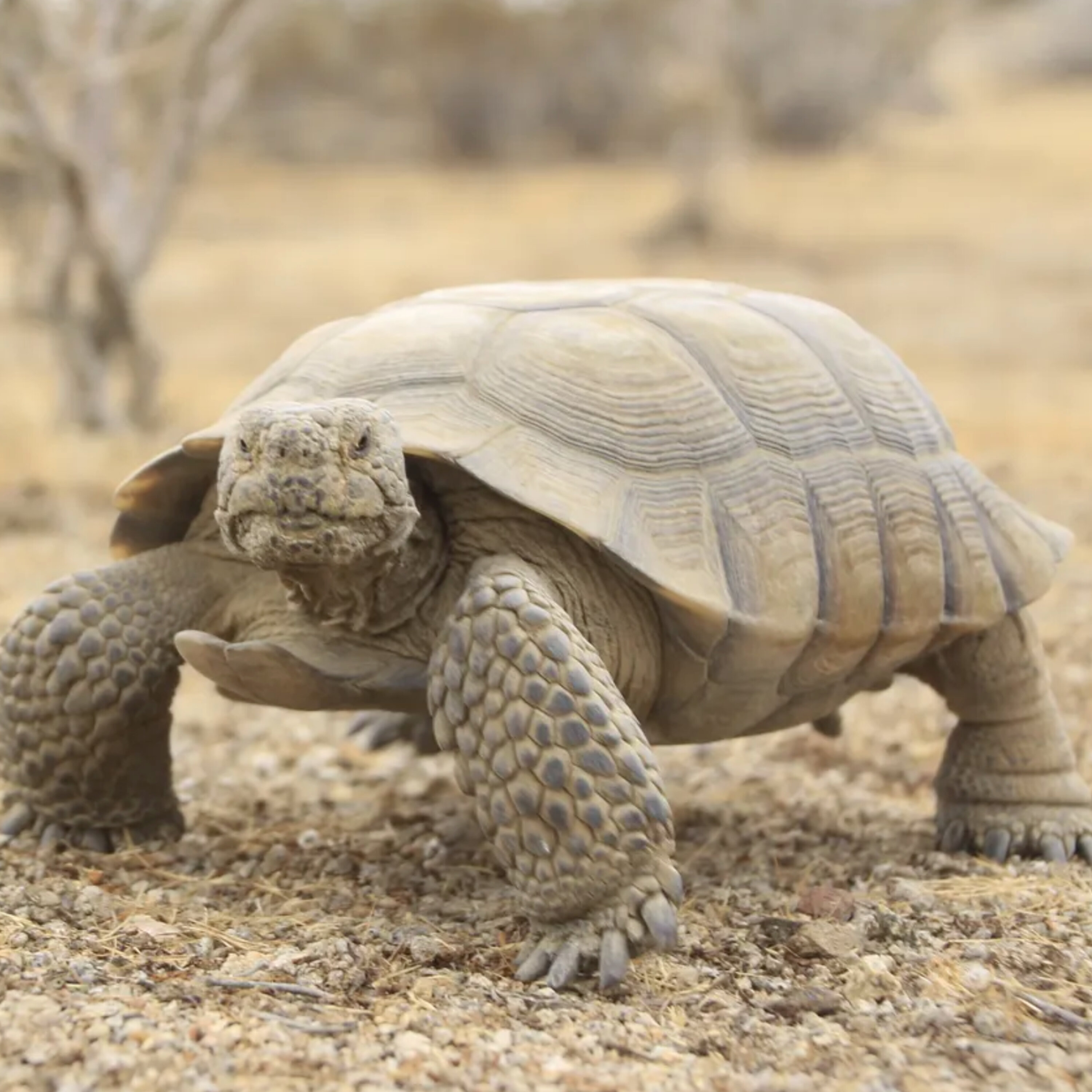 S1E21: The Desert Tortoise Still Has a Chance S1E21: The Desert Tortoise Still Has a Chance