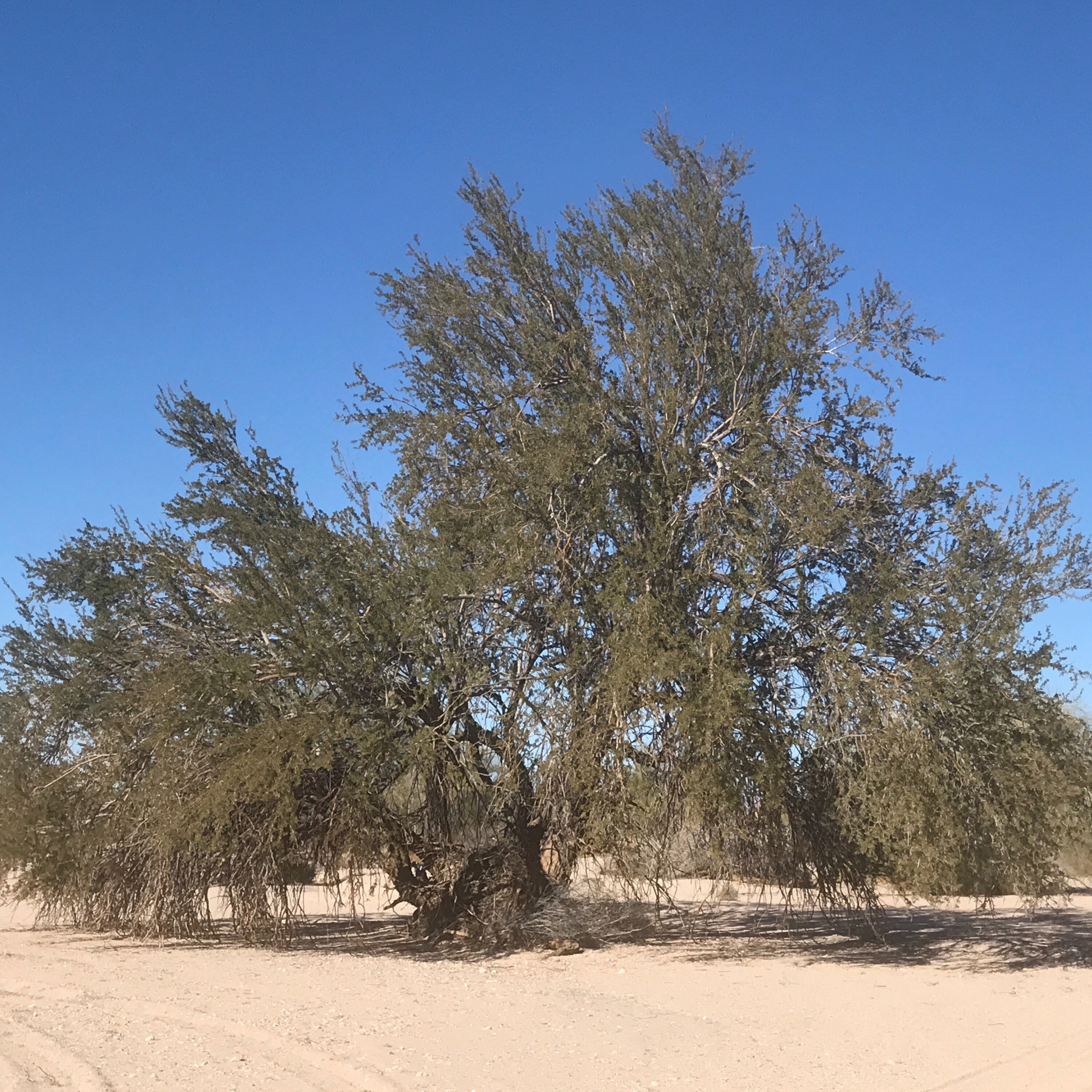 S1E22: Season Finale! Ironwoods: the Sonoran Desert's Tree of Life. Plus thank you S1E22: Season Finale! Ironwoods: the Sonoran Desert's Tree of Life. Plus thank you