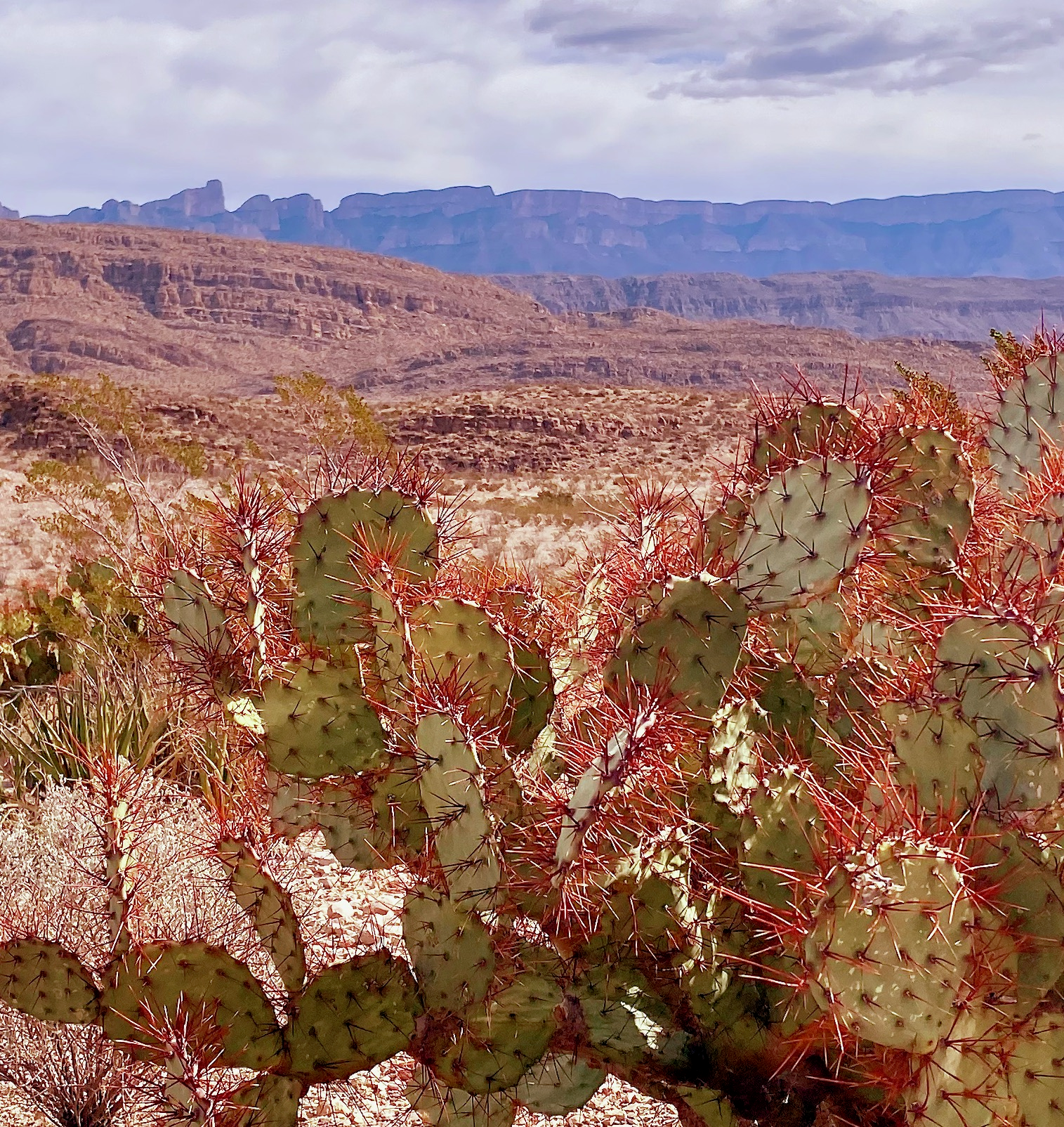 S5E34: Chihuahuan Desert 101 with Dr. Kevin Floyd