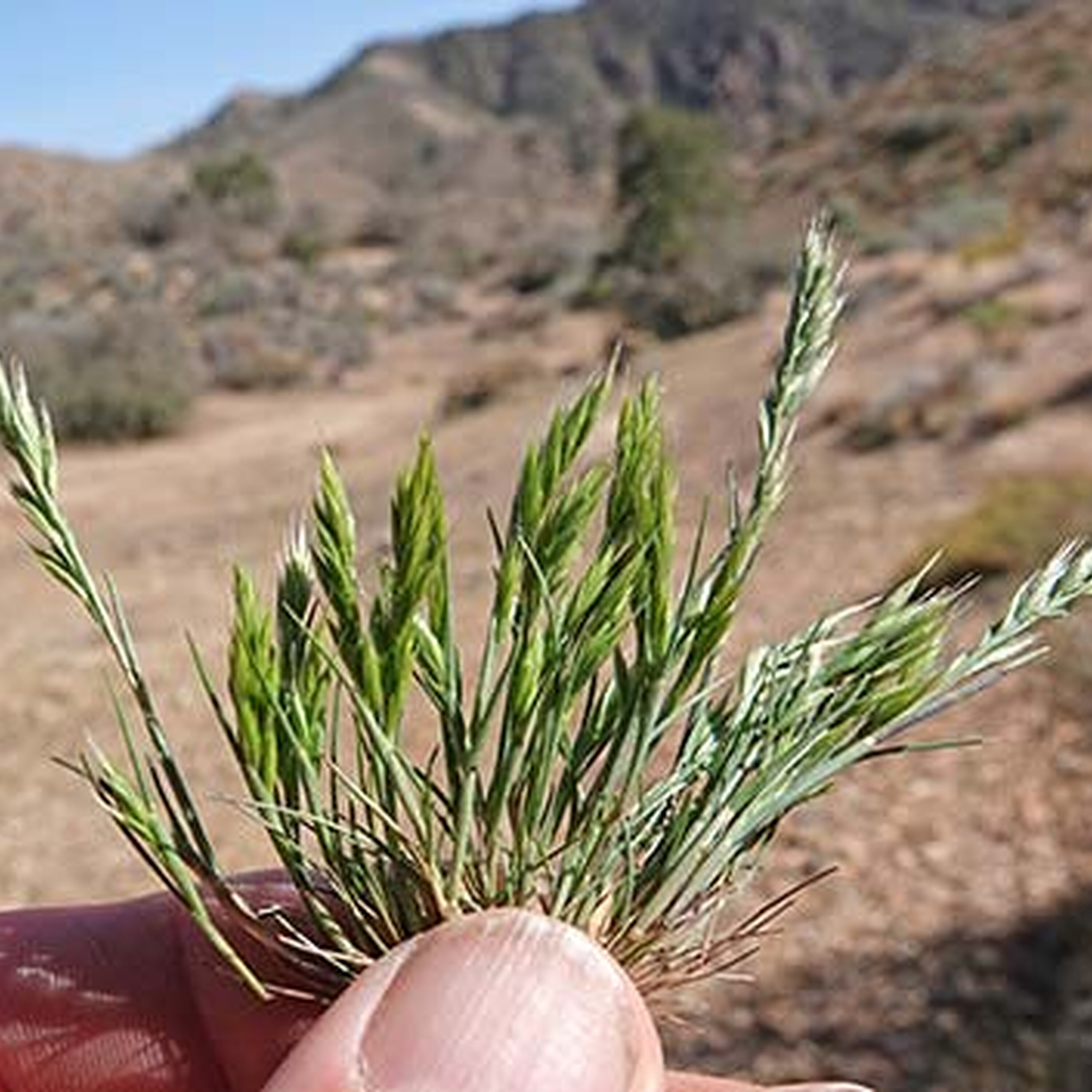 S5E6: Ravens and Splitgrass: A Deep Dive into the Mojave's Ecological Challenges S5E6: Ravens and Splitgrass: A Deep Dive into the Mojave's Ecological Challenges