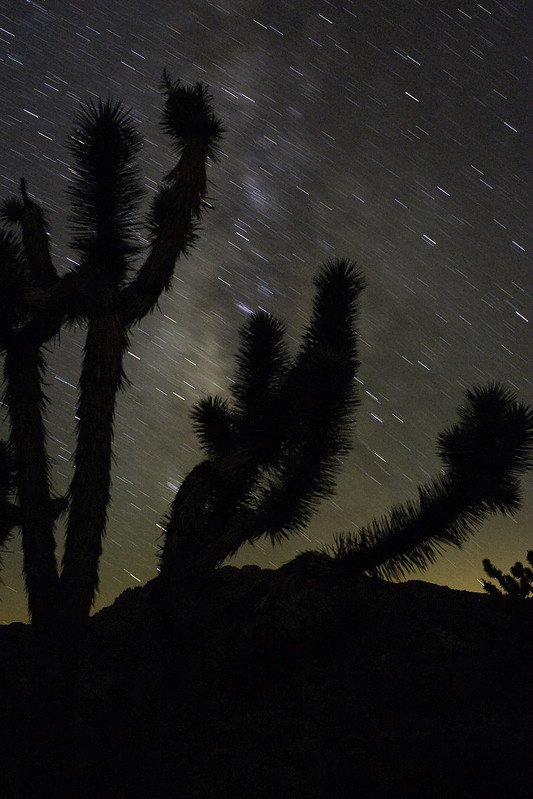 S3E6: Joshua Trees and Family Trees