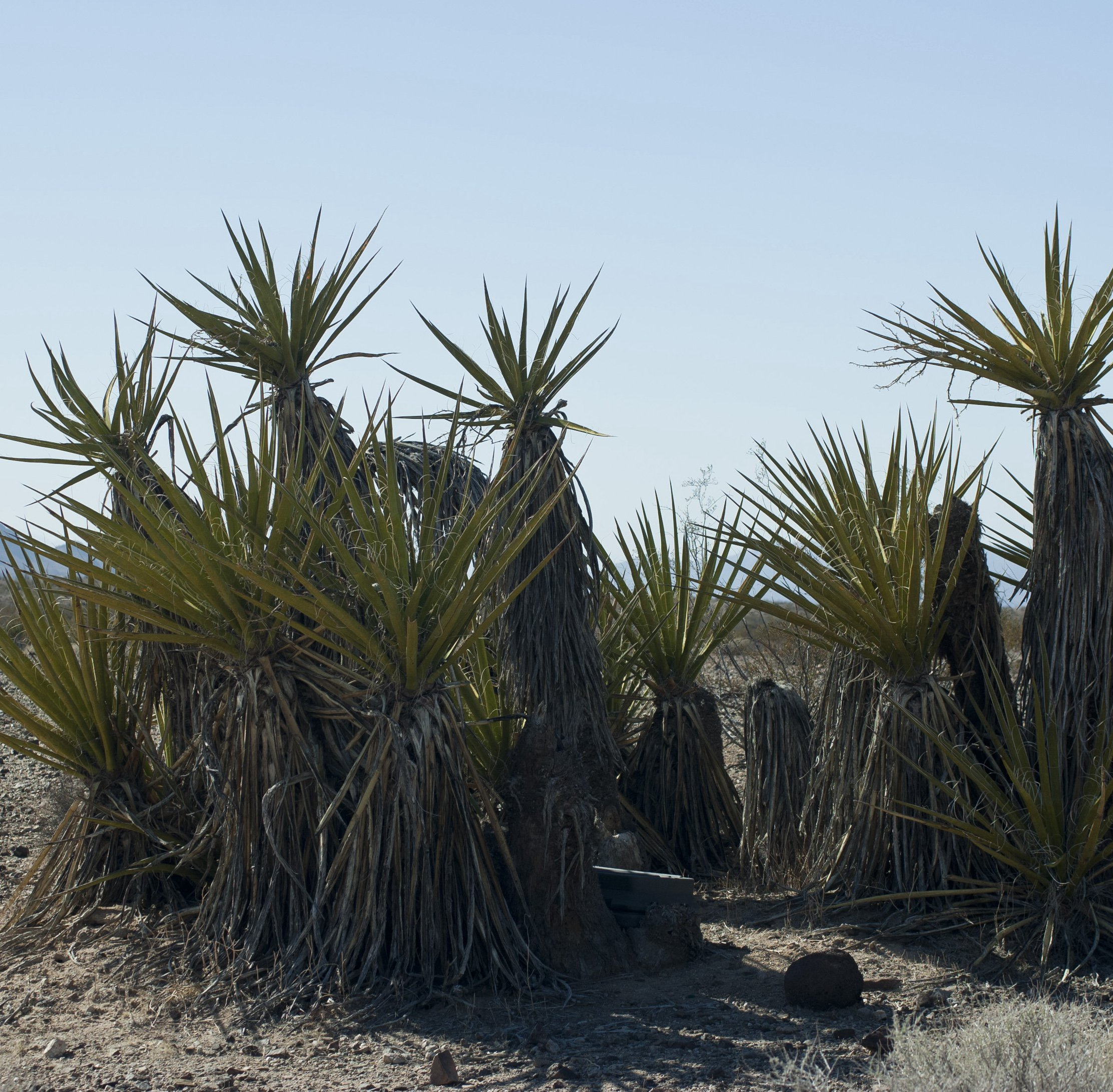 S3E15: The Surprising Longevity of Desert Plants
