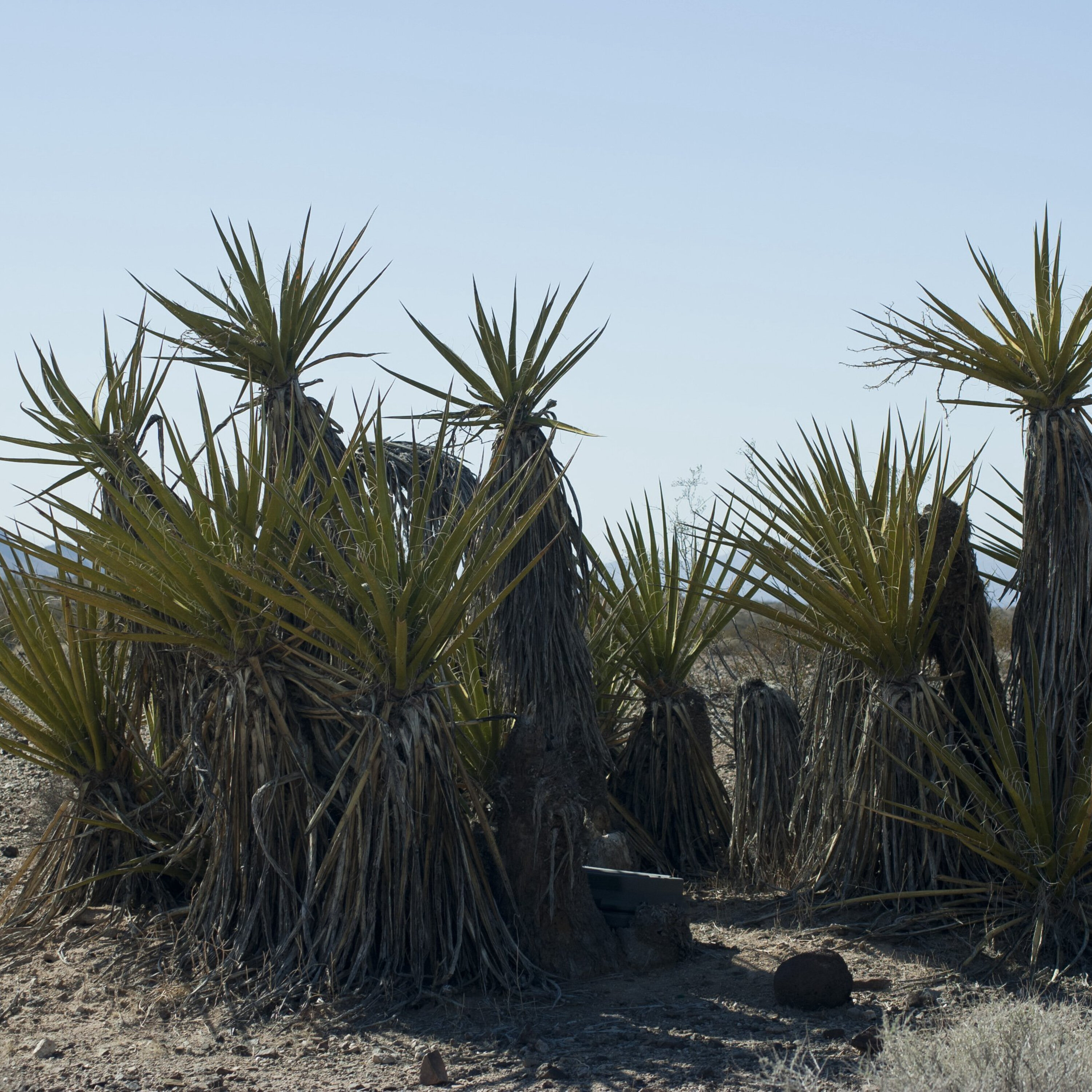S3E15: The Surprising Longevity of Desert Plants S3E15: The Surprising Longevity of Desert Plants