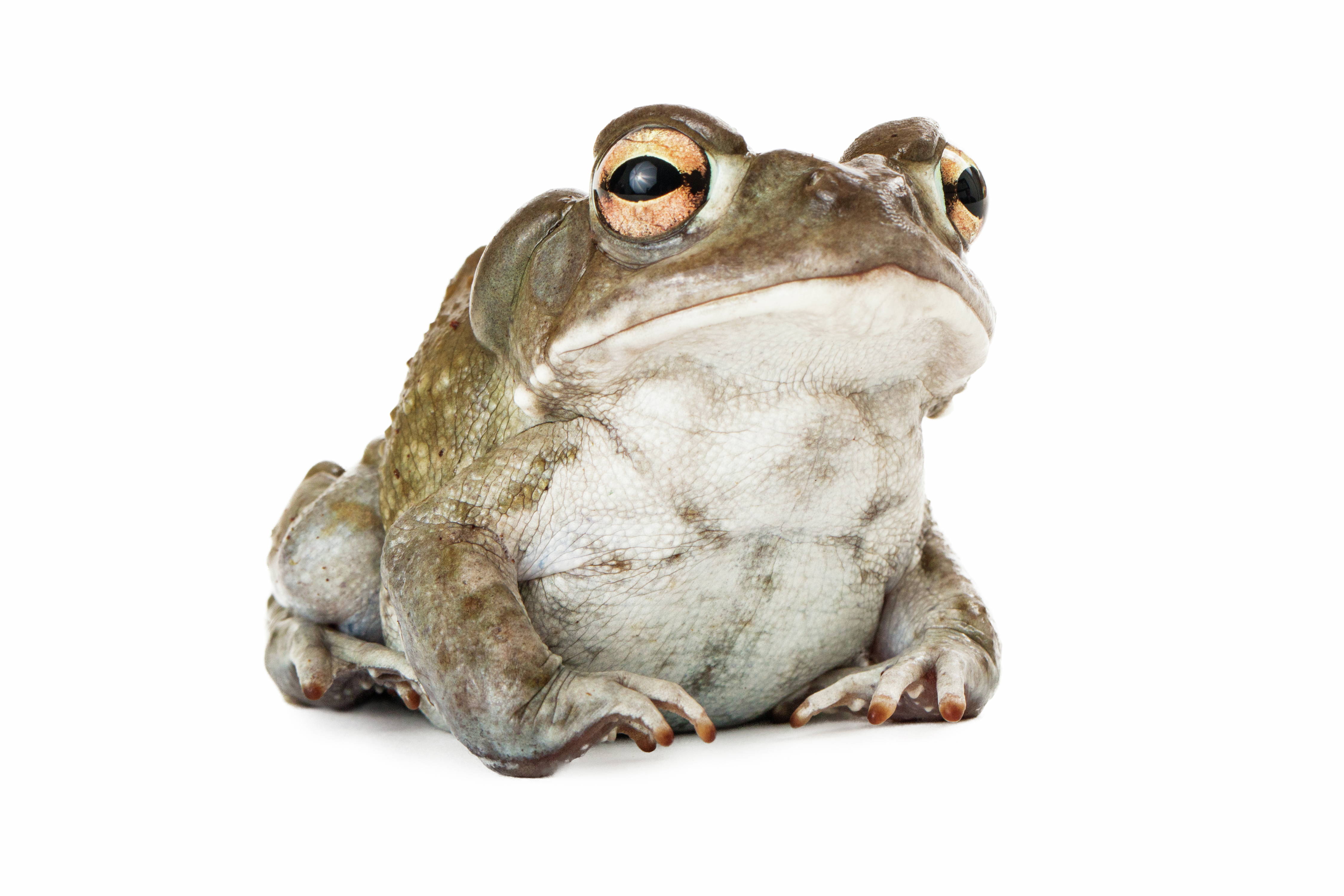 S5E27: Sonoran Toads and the Dirty Business of Ego Death
