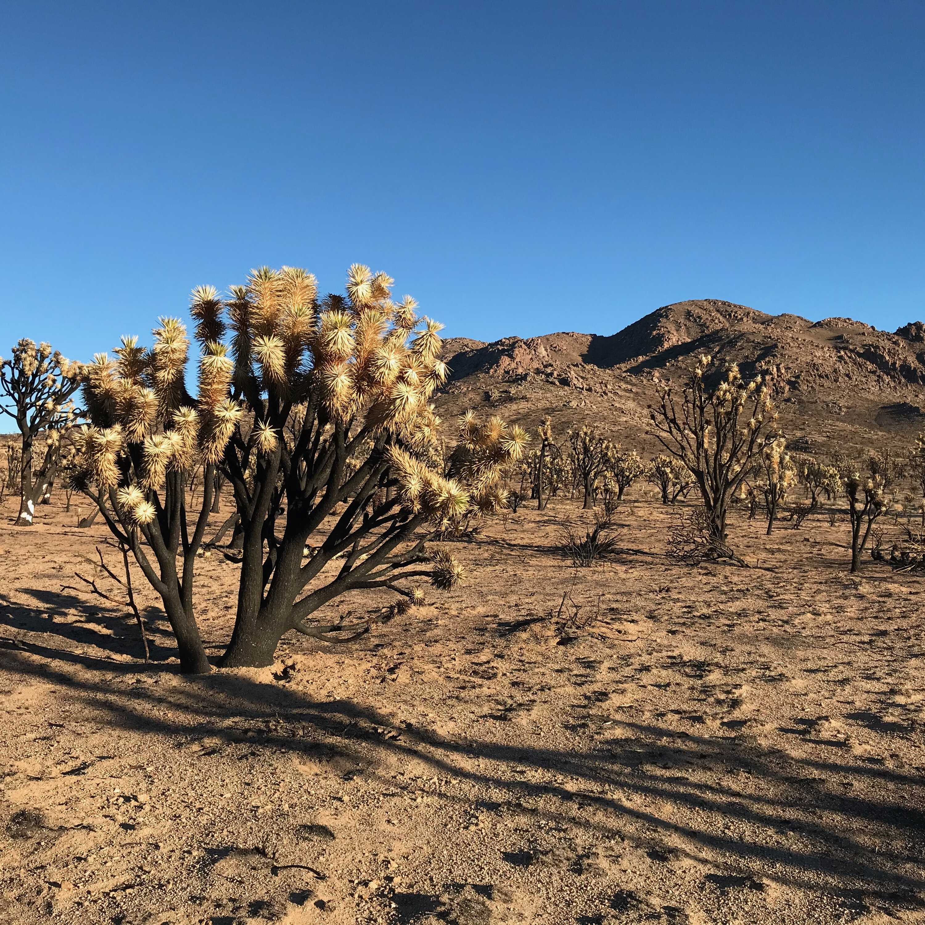 S1E3: The Life, Death, and Rebirth of Cima Dome