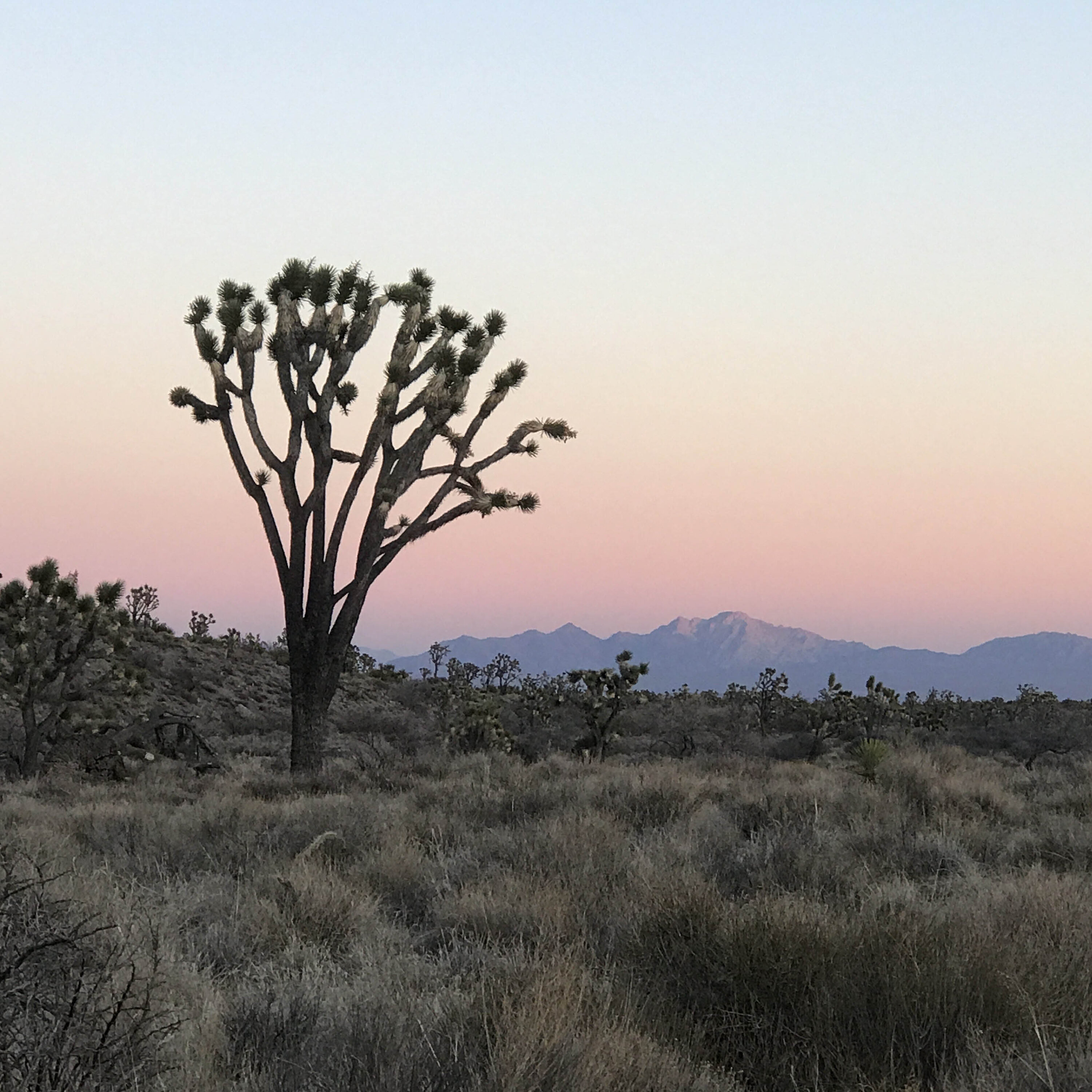 Season 0 episode 3: Joshua Trees are Trees