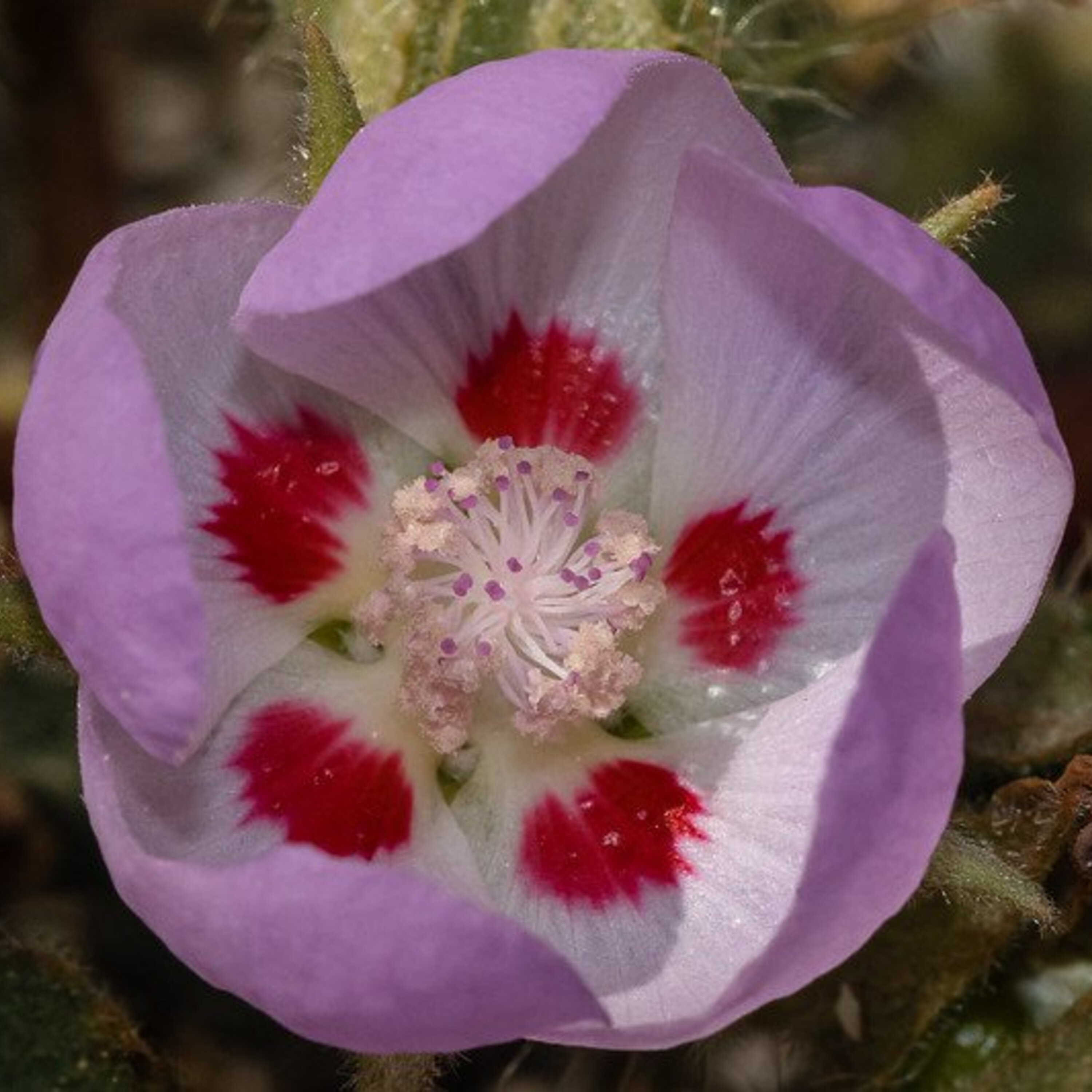 S2E7: Superb Loom S2E7: Superb Loom