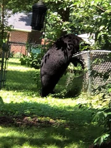 06_08_21 Bear on The Streets in Frederick