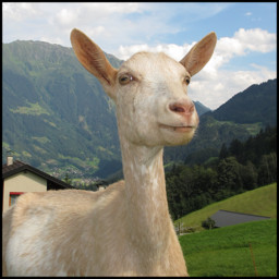 Interesting People #1: Goat Yoga Instructor!